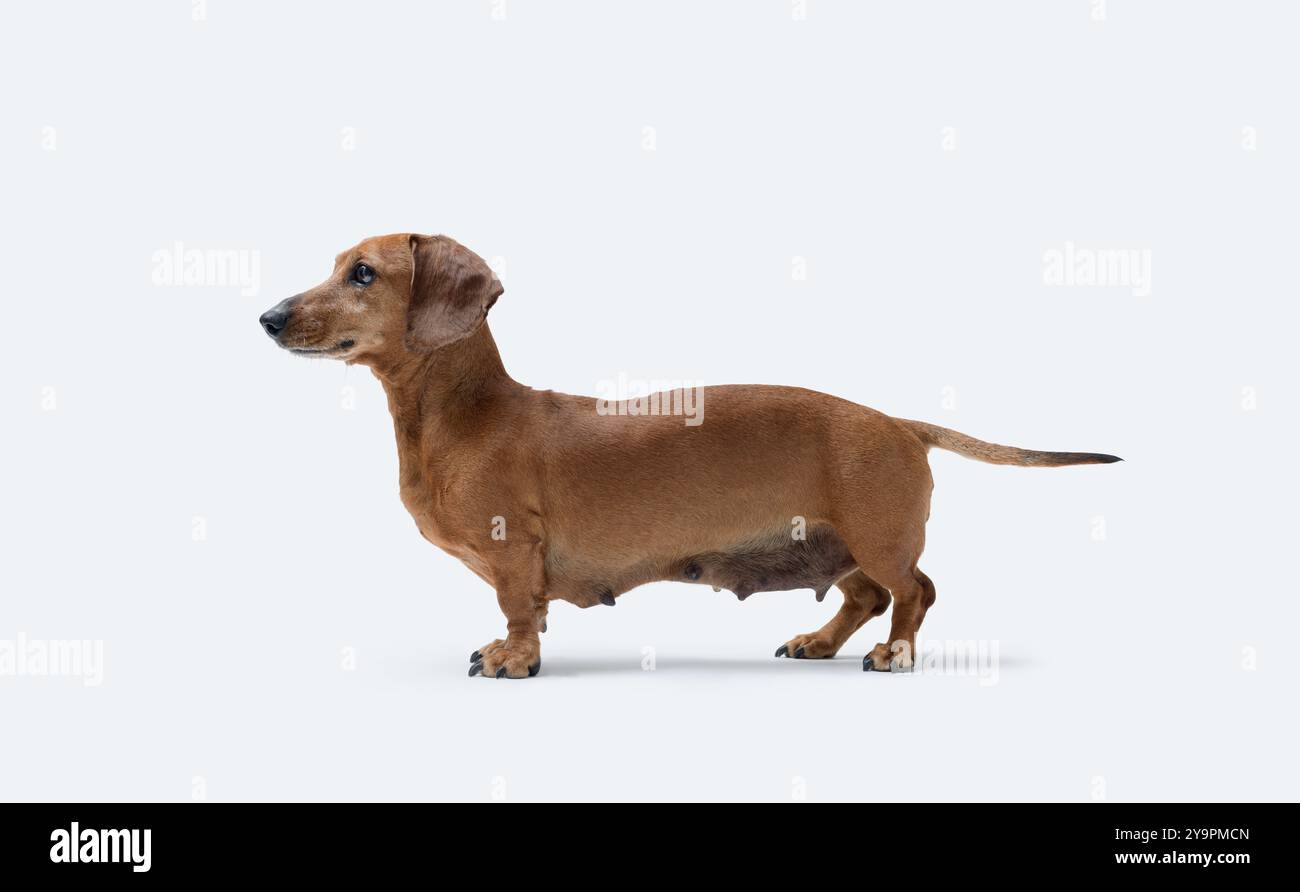 Splendida vista del profilo Dachshund rosso dai capelli lisci, razza di cane, isolata su sfondo bianco Foto Stock