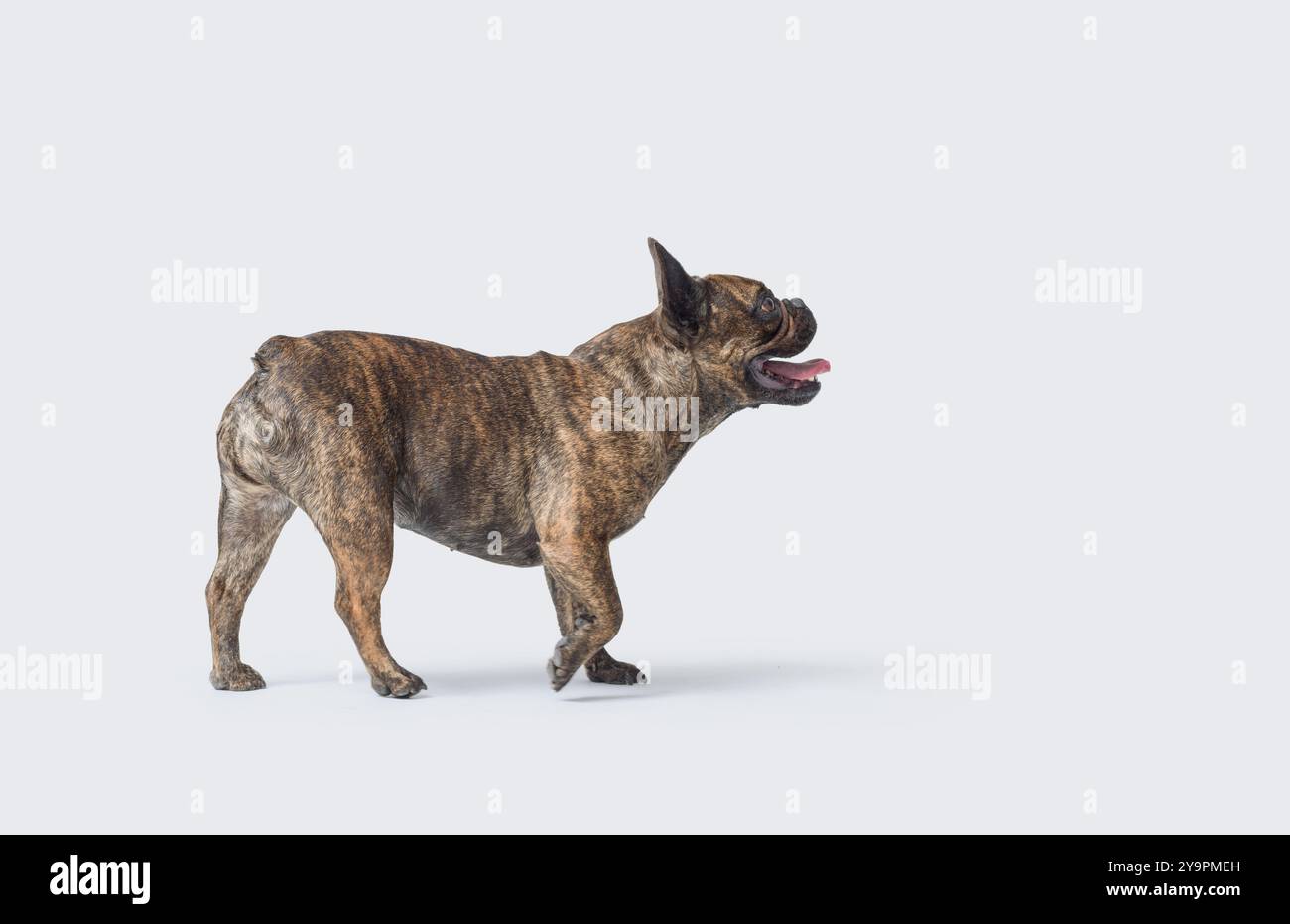 Bellissimo Bulldog francese che cammina, ritratto di profilo, isolato su sfondo bianco Foto Stock