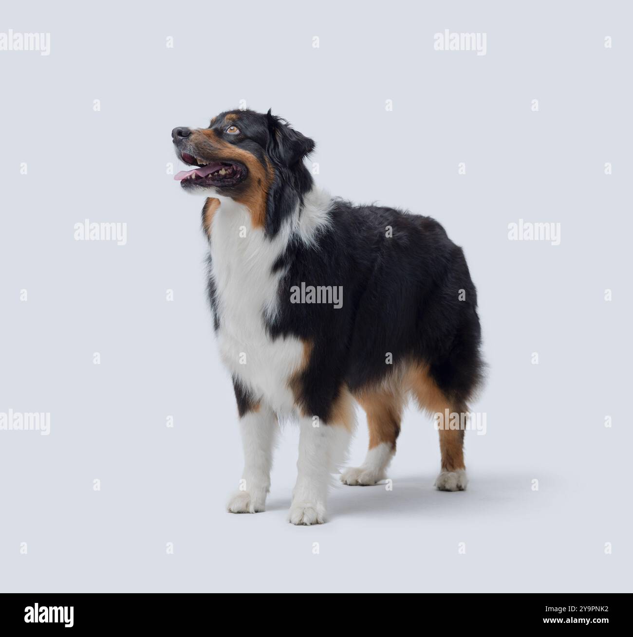 Cane peloso sano in piedi e in posa su sfondo bianco, razza di cane Sheperd australiano Foto Stock