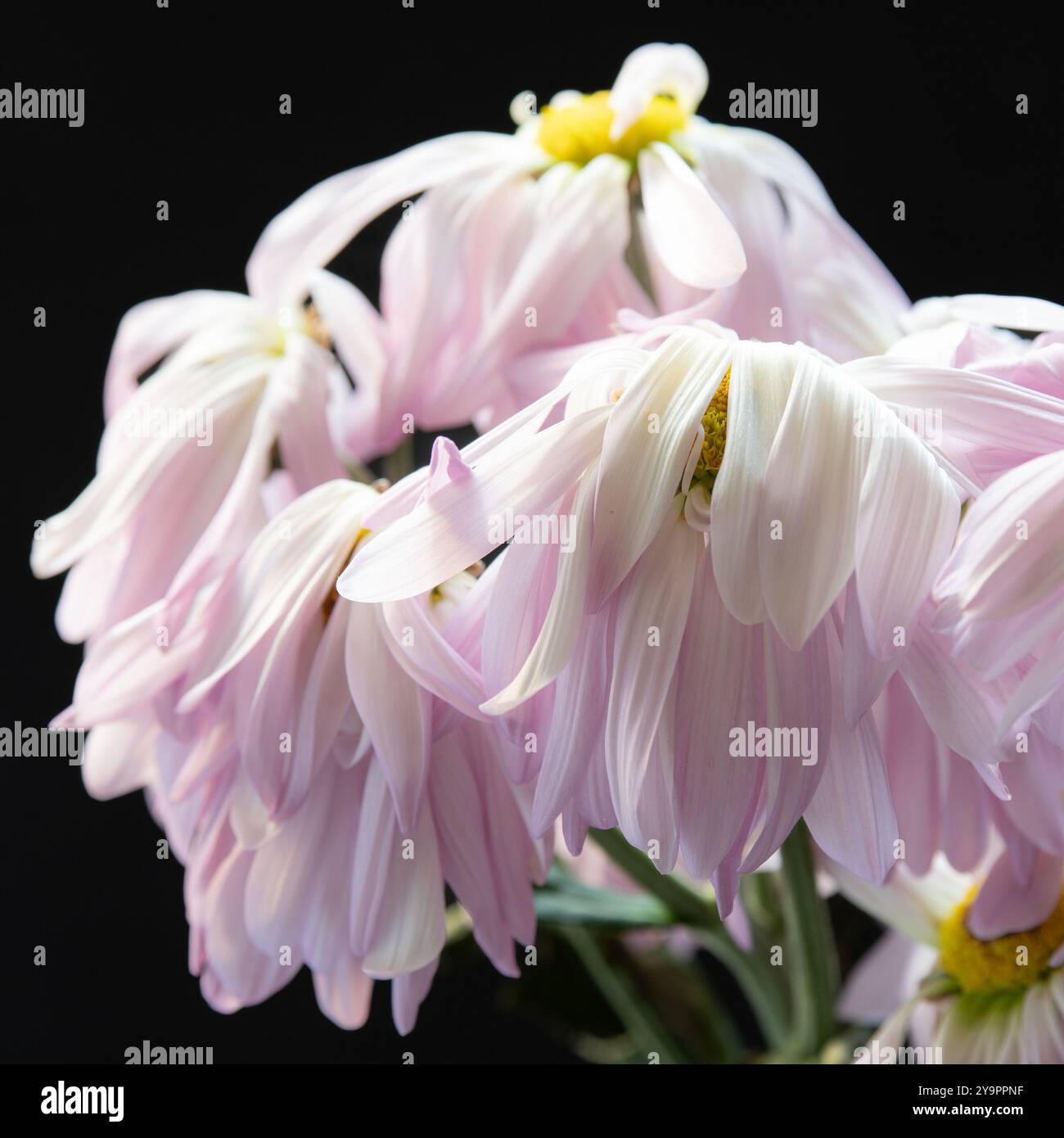 Le margherite rosa persiane fioriscono in un vaso. Foto Stock