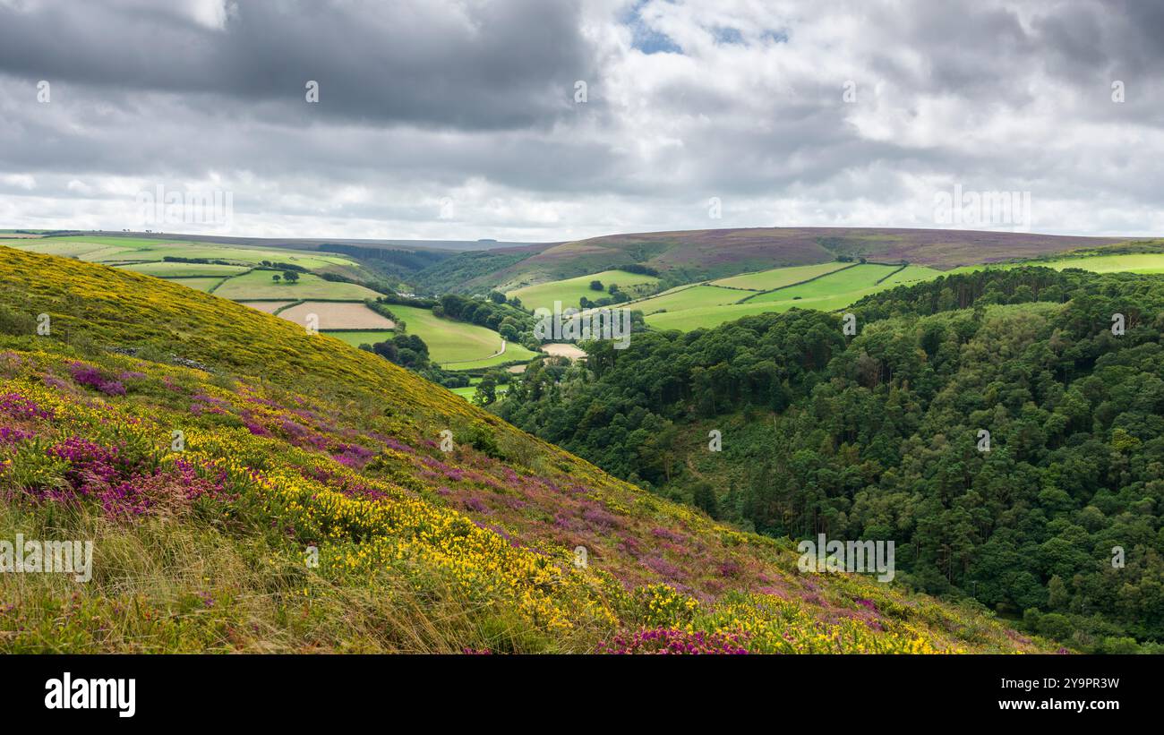 Malsmead Hill nel Doone Country da Cosgate Hill nell'Exmoor National Park sul confine tra Devon e Somerset, Inghilterra. Foto Stock