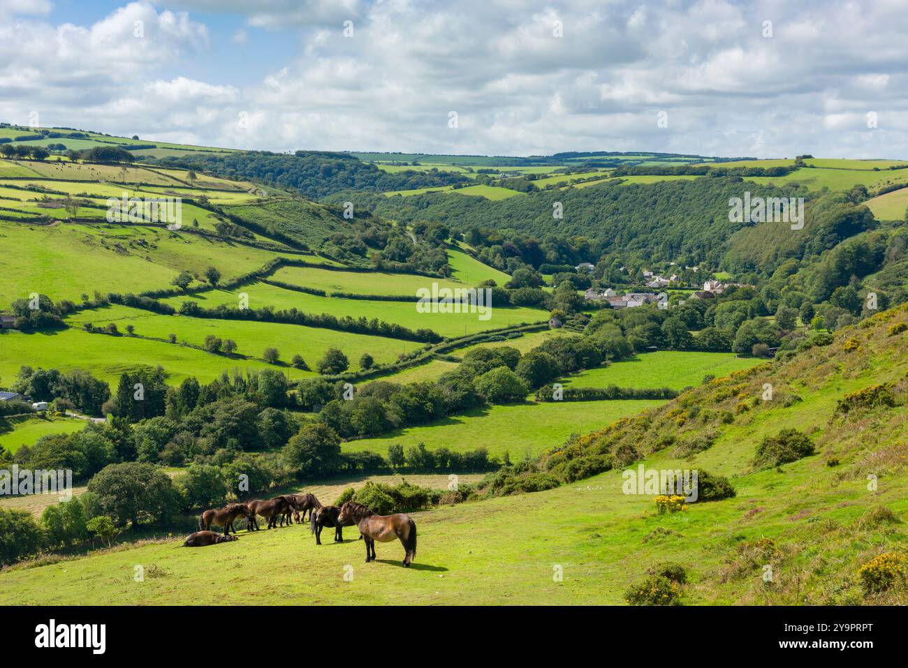 Pony Exmoor sopra la Brendon Valley con le frazioni di Leeford e Brendon Beyond, Exmoor National Park, Devon, Inghilterra. Foto Stock