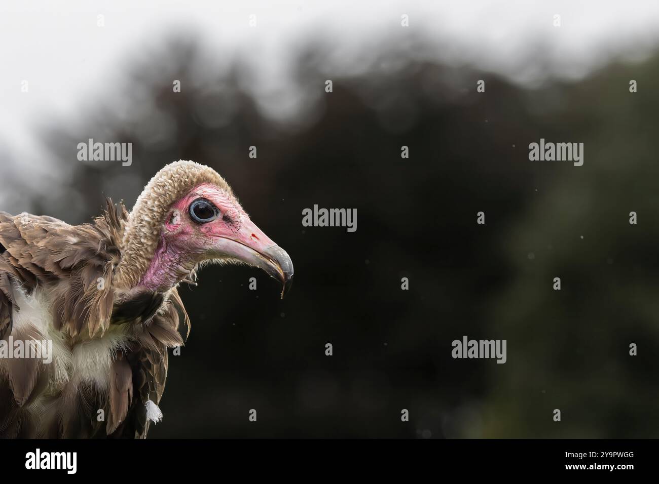 Vulture ritratto Foto Stock