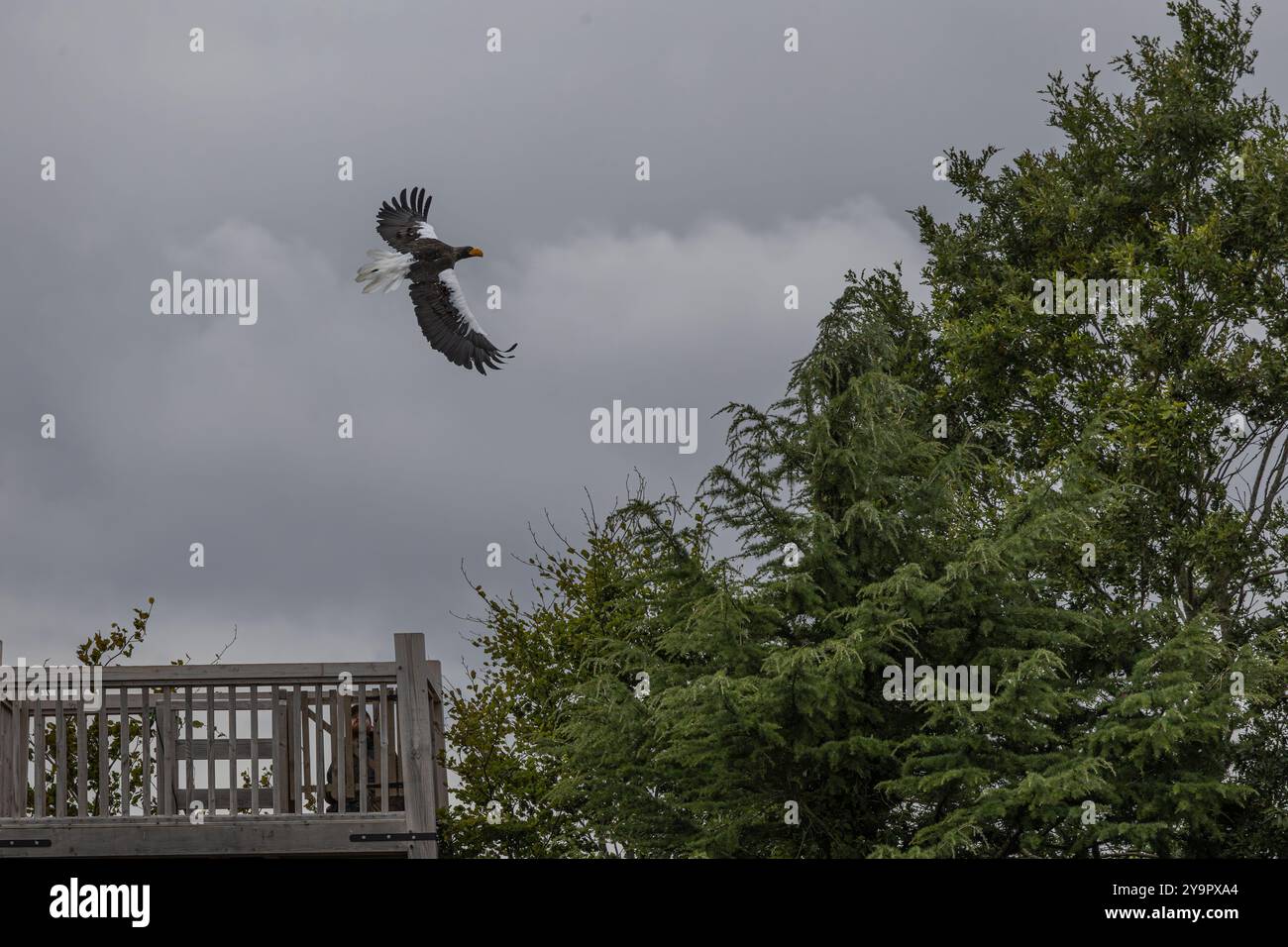 Aquila di mare in volo Foto Stock