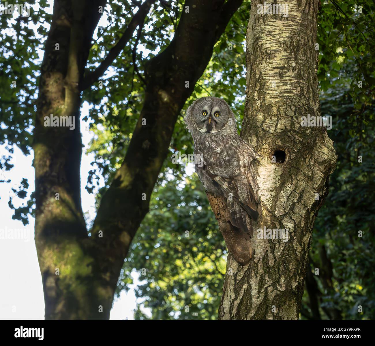 Grande gufo grigio seduto sul ramo di un albero Foto Stock