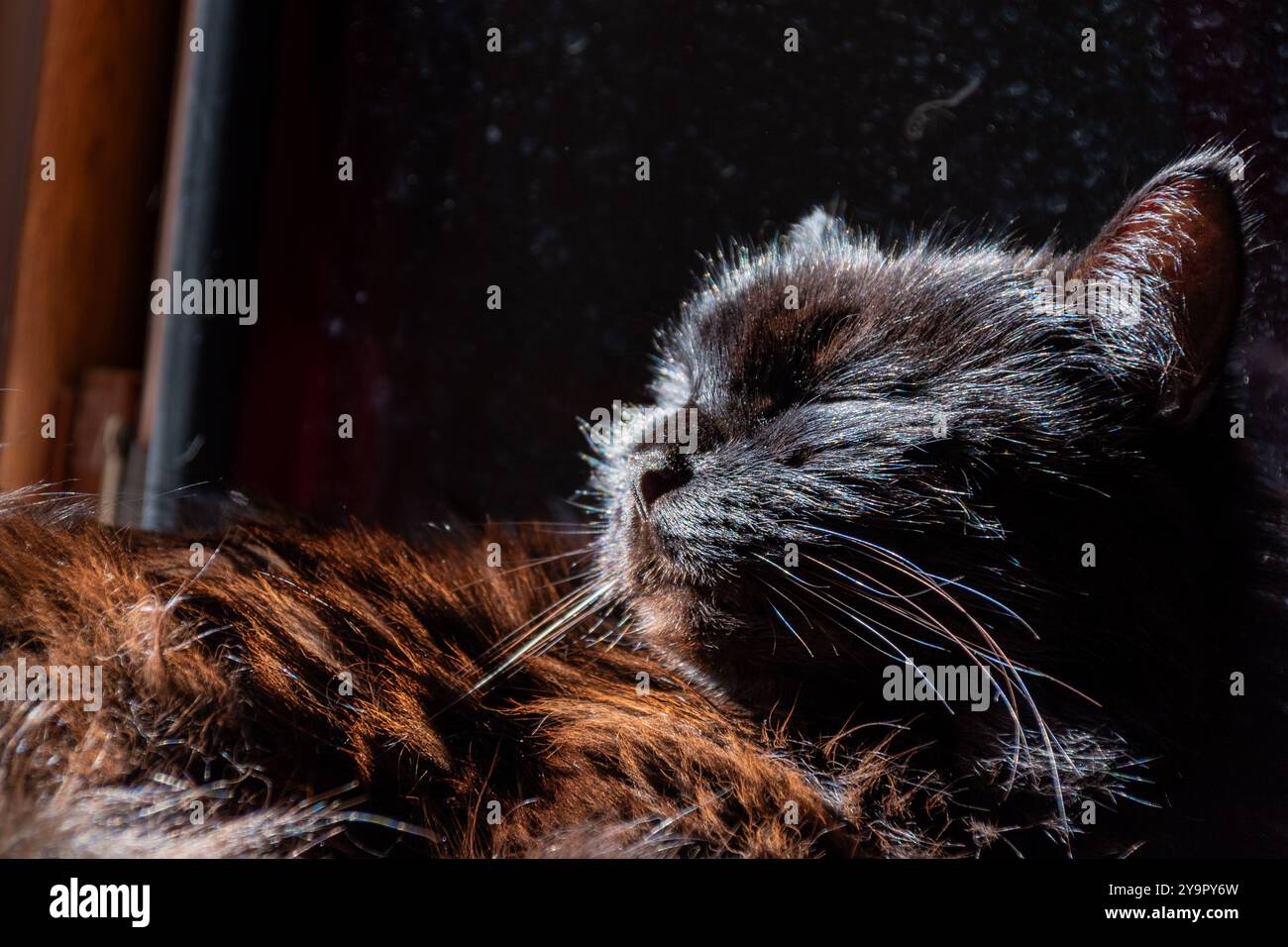 il gatto peloso nero si crogiola al sole in un giorno d'autunno Foto Stock