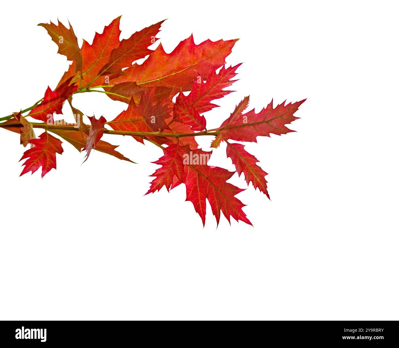 Due rami con foglie autunnali rosse isolate su sfondo bianco. Northern Red Oak Foto Stock
