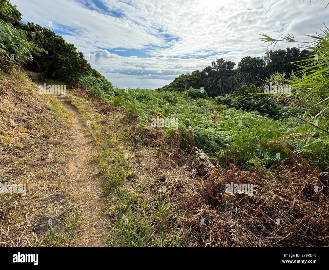 Sentiero collinare tortuoso attraverso lussureggianti felci e macchia costiera vicino a Nordeste, all'isola di São Miguel, alle Azzorre. - Immagine stock catturata con smartphone