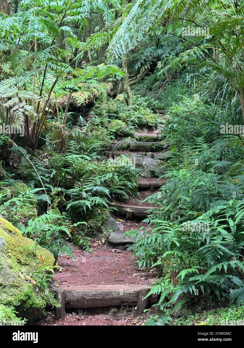 Sentiero forestale a gradini che si snoda tra felci lussureggianti e felci di alberi a Parque da Gréna, isola di São Miguel, Azzorre. - Immagine stock catturata con smartphone