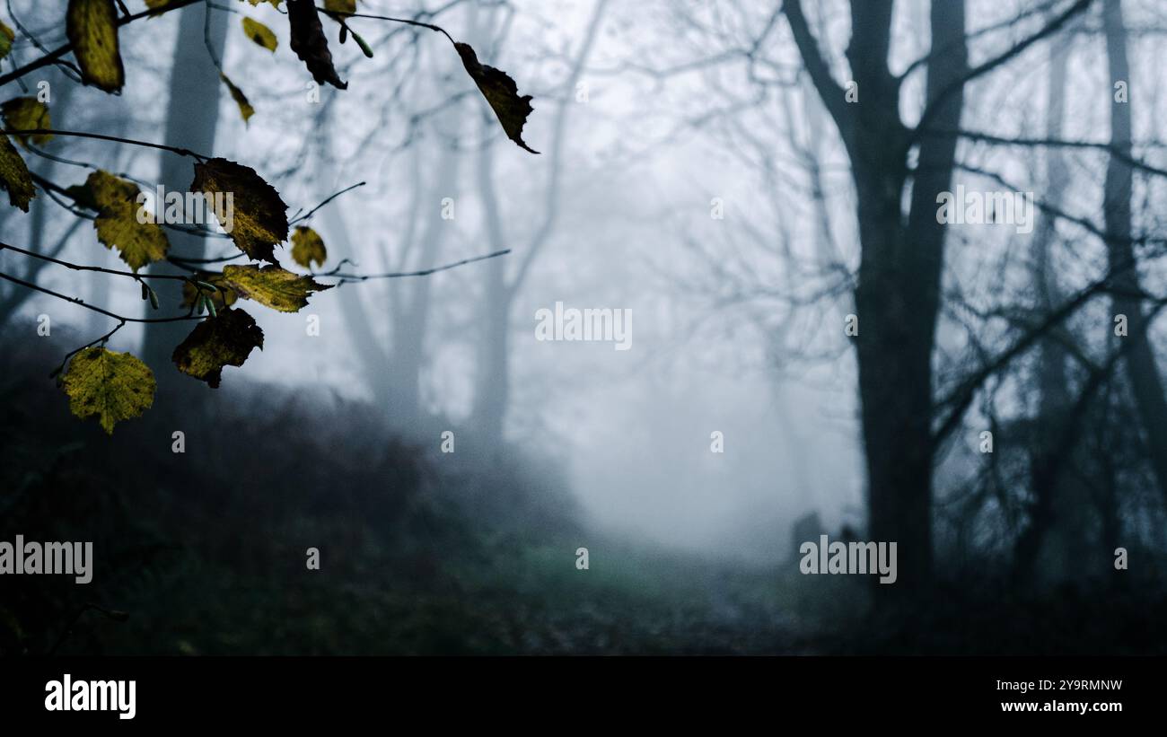 Modifica della profondità del campo delle lamelle in primo piano. In una misteriosa foresta spettrale con una silhouette dalla nebbia in inverno Foto Stock