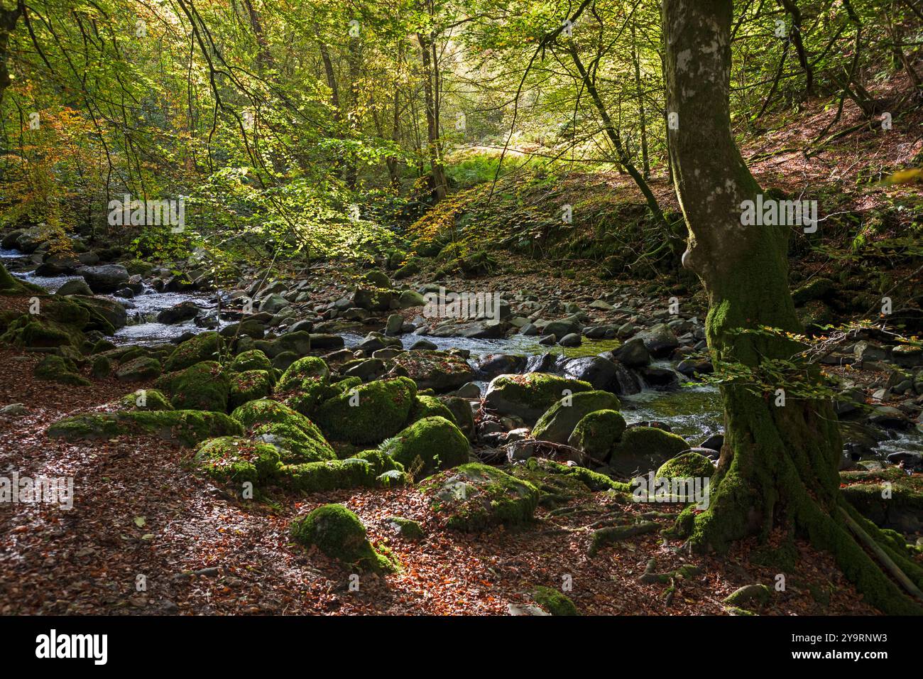 Birks of Aberfeldy, Breadalbane, Scozia, Regno Unito Foto Stock