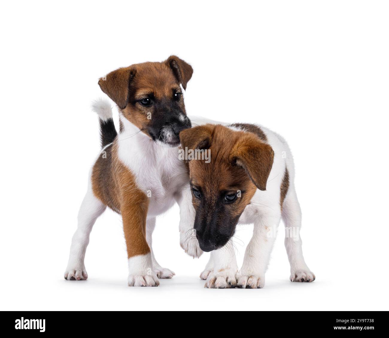 Due cuccioli di cane Fox terrier che giocano. Isolato su sfondo bianco. Foto Stock