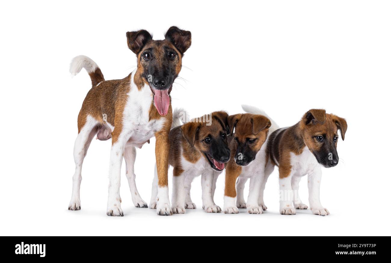Orgogliosa di allattare il cane Fox terrier liscio, mostrando i suoi cuccioli. Guardando direttamente alla fotocamera. Bocca aperta che mostra la lingua. Isolato su sfondo bianco. Foto Stock