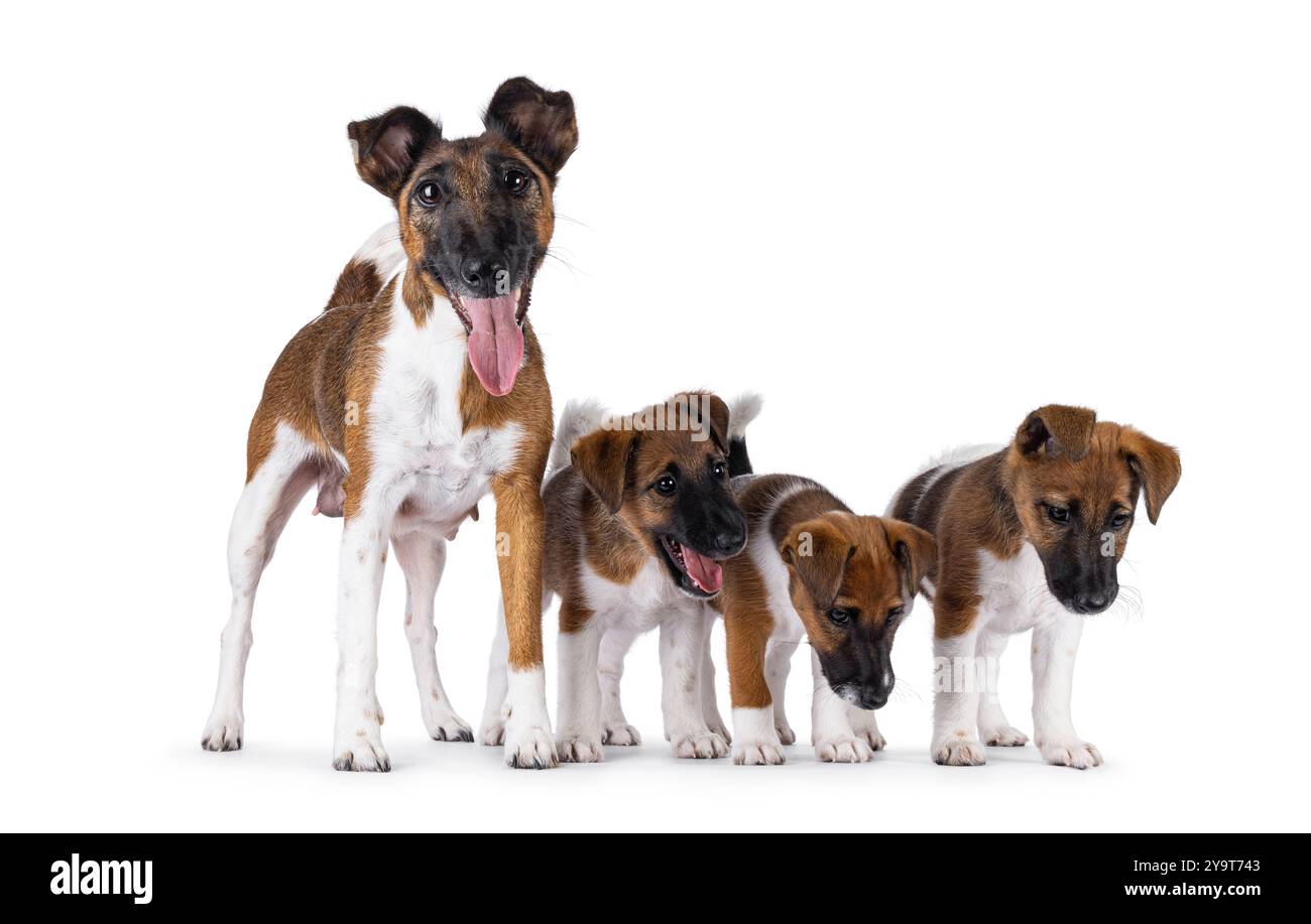 Orgogliosa di allattare il cane Fox terrier liscio, mostrando i suoi cuccioli. Guardando direttamente alla fotocamera. Bocca aperta che mostra la lingua. Isolato su sfondo bianco. Foto Stock