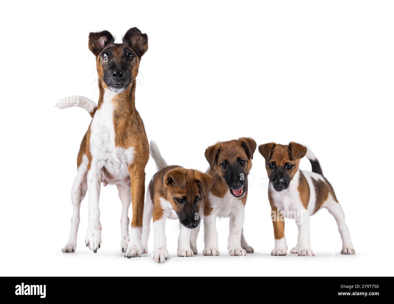 Orgogliosa di allattare il cane Fox terrier liscio, mostrando i suoi cuccioli. Guardando direttamente alla fotocamera. Isolato su sfondo bianco. Foto Stock