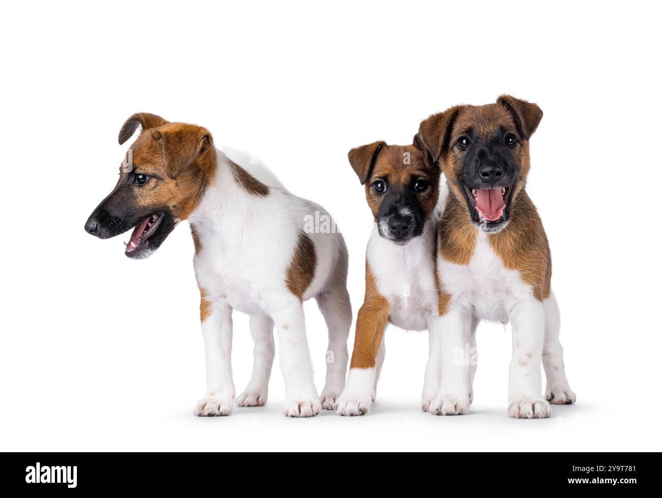 Tre cuccioli di cane Fox terrier che si trovano uno accanto all'altro in fila. Isolato su sfondo bianco. Foto Stock