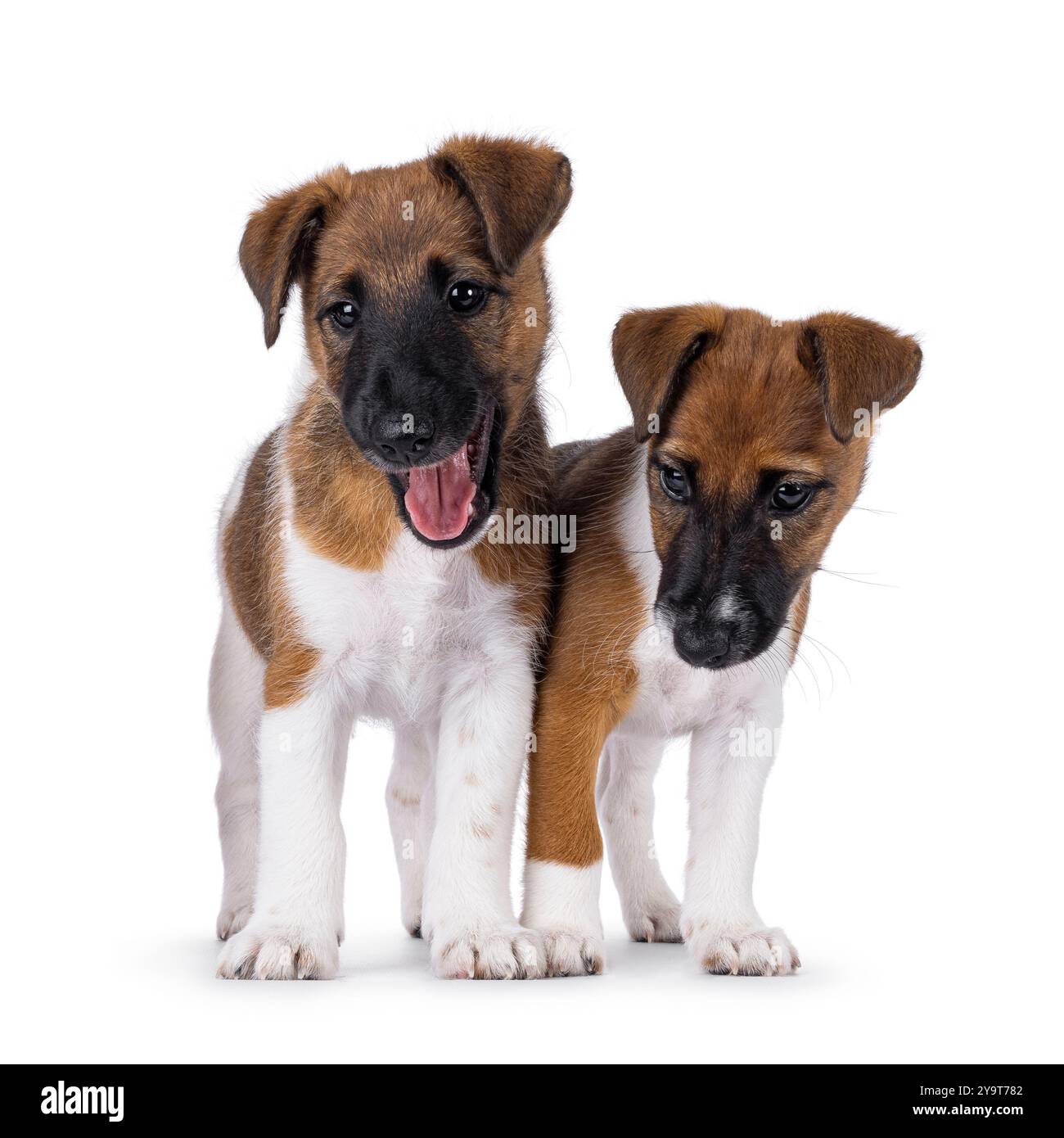 Due cuccioli di cane Fox terrier che si trovano uno accanto all'altro in fila. Isolato su sfondo bianco. Foto Stock