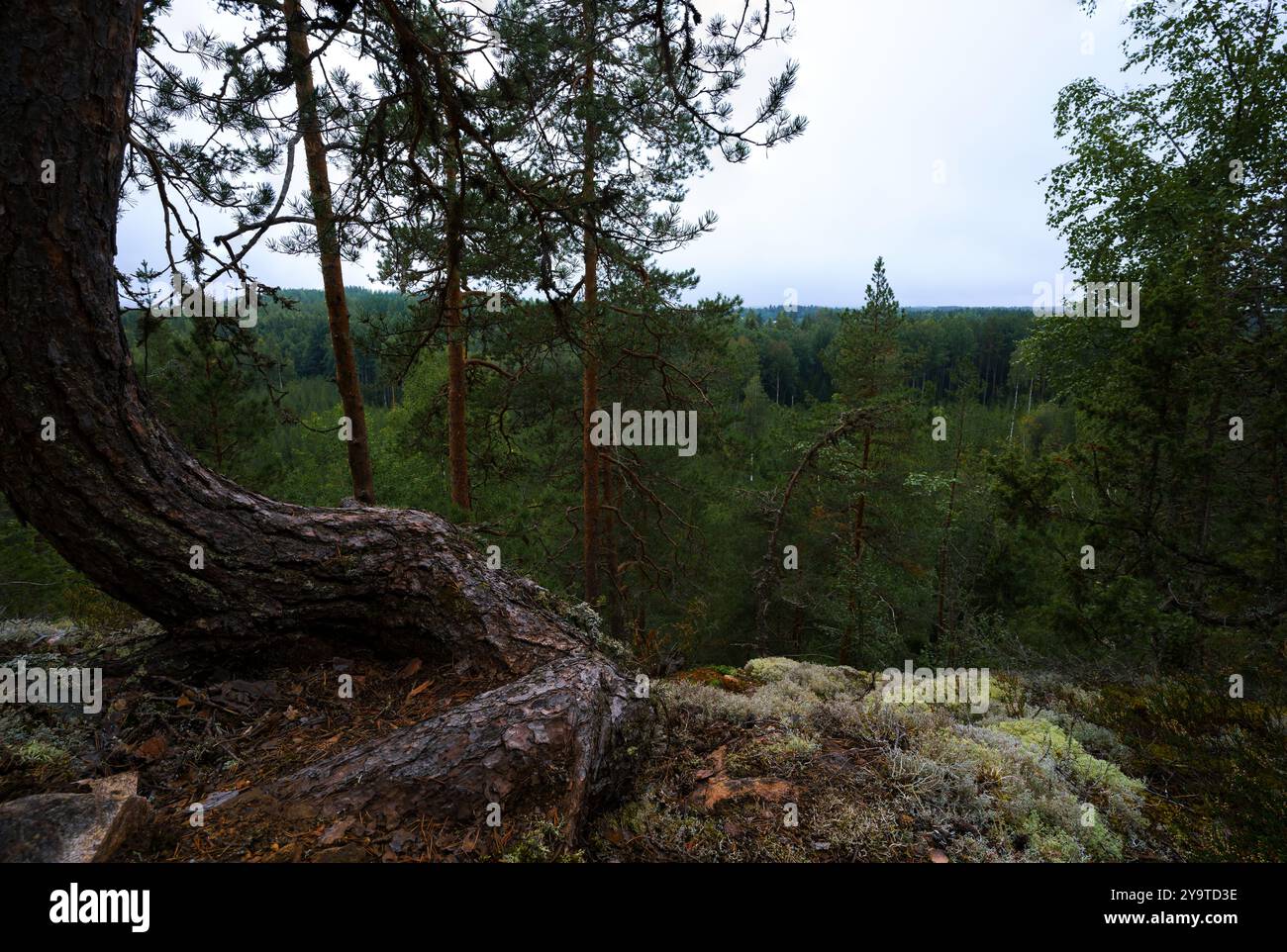 Vista del fitto paesaggio della foresta da una scogliera rocciosa con un albero contorto in giornata coperto Foto Stock