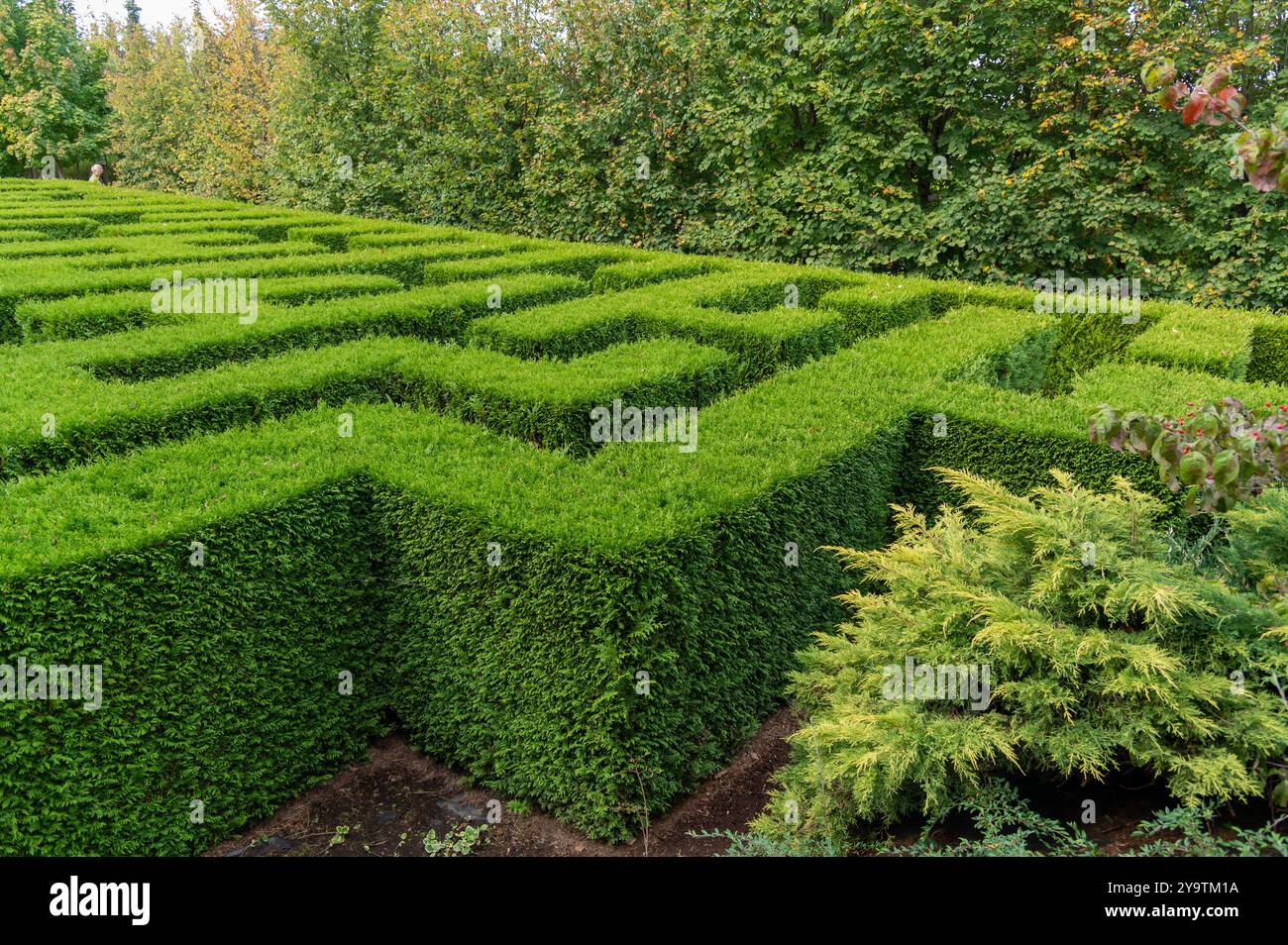 Giardini Kapias, Goczałkowice Zdroj, Slesia, Polonia; 29 settembre, 2024: arte del giardino - il labirinto fatto di alberi di tuja nei giardini Kapias Foto Stock