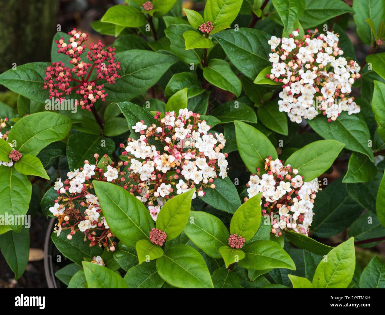 Fiori bianchi che si aprono da boccioli rosa scuro nelle teste dell'arbusto duro, in fiore dall'autunno all'inverno, tinus Viburnum "Spirit" Foto Stock