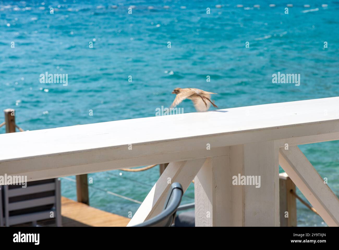 Un momento pittoresco che cattura un passero in volo con una splendida vista sul mare, incarnando la bellezza della natura e la serenità costiera. Foto Stock