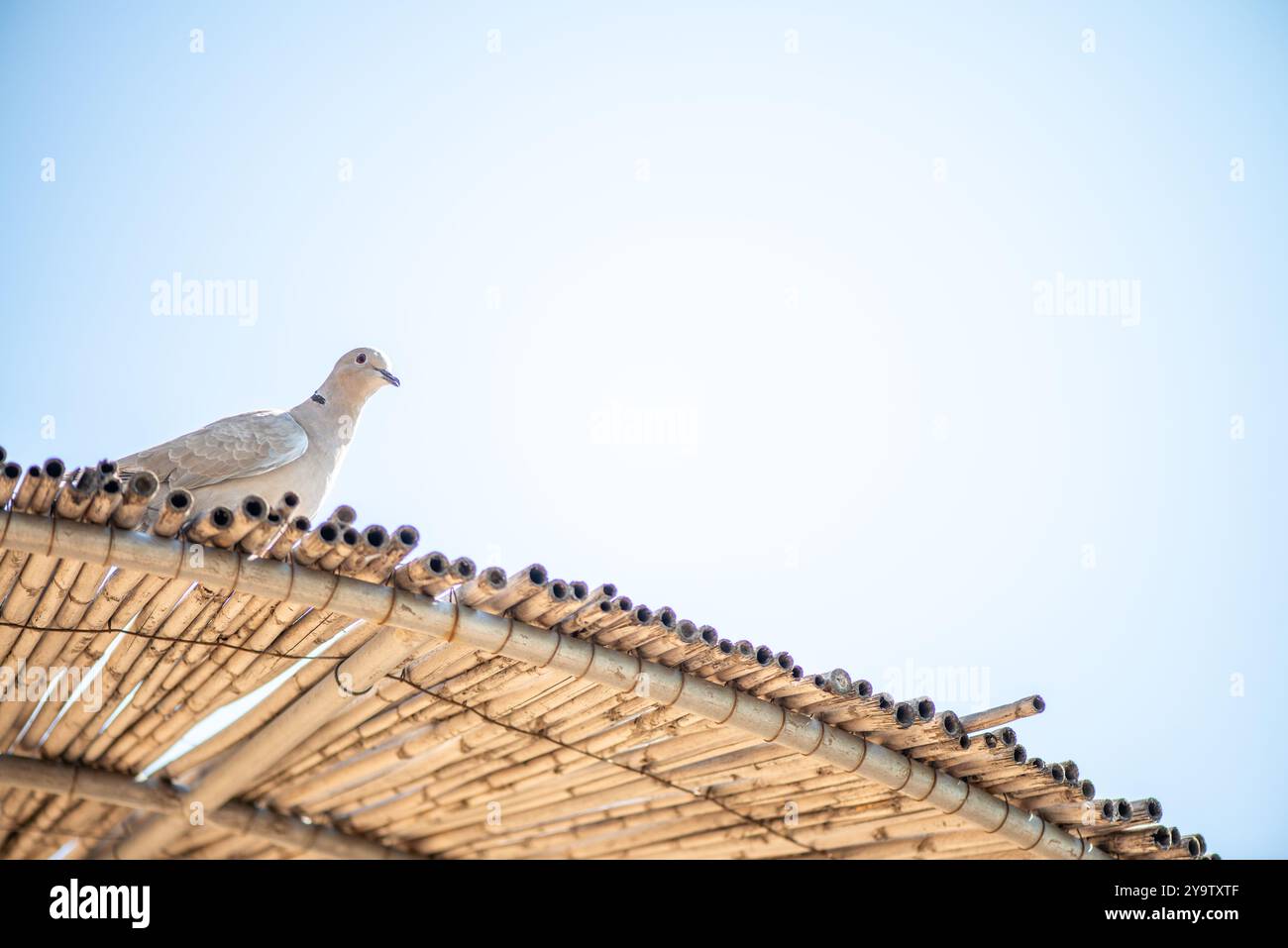 Un'immagine serena di una colomba arroccata su un ombrello di paglia, che guarda verso il basso, incarna la tranquillità e la bellezza della natura in un ambiente costiero. Foto Stock