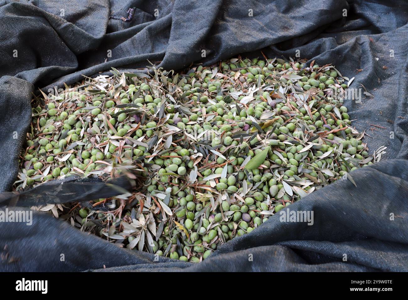 Olive Harvest, Cipro del Nord Foto Stock