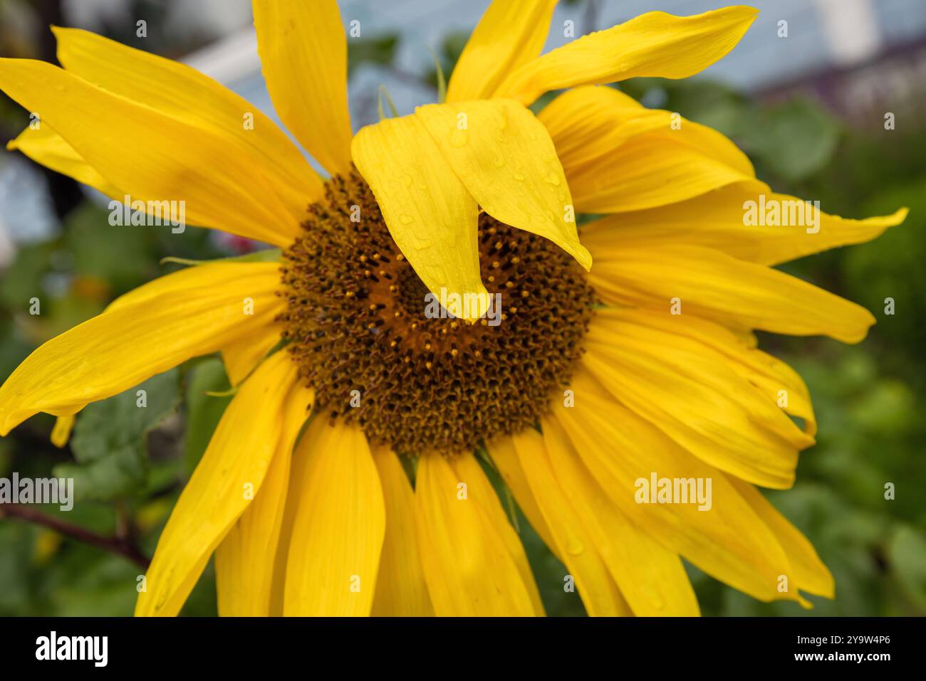 Girasole giallo con petali bagnati cresce in giardino, foto di primo piano naturale con messa a fuoco selettiva morbida. Helianthus Foto Stock