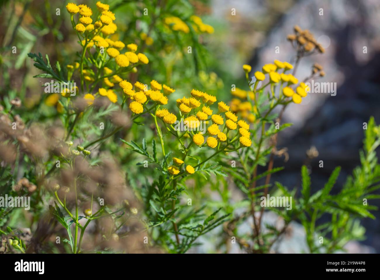 Fiori gialli di Tanacetum in una giornata estiva di sole, foto macro con messa a fuoco morbida selettiva Foto Stock