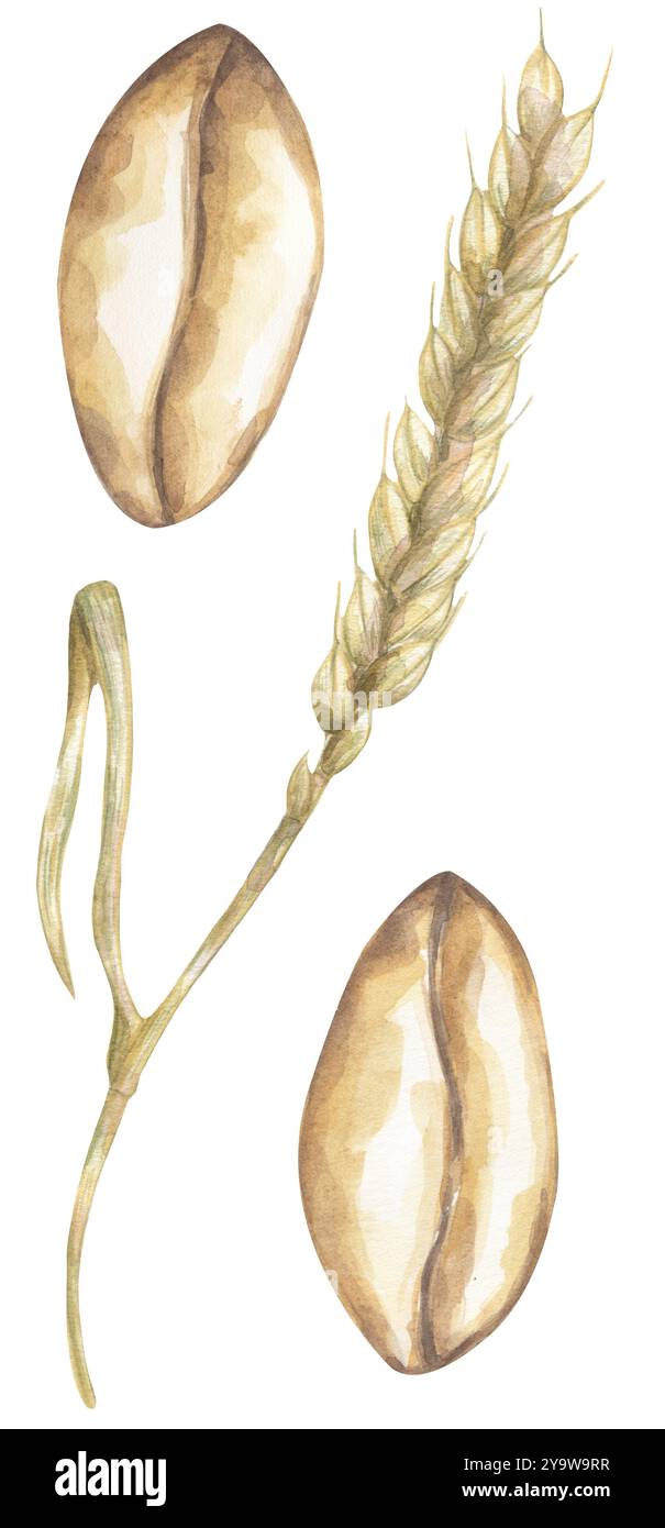 Set illustrativo per il ramo e la granella del grano trafilati a mano con acquerello, clipart grafico del grano Foto Stock