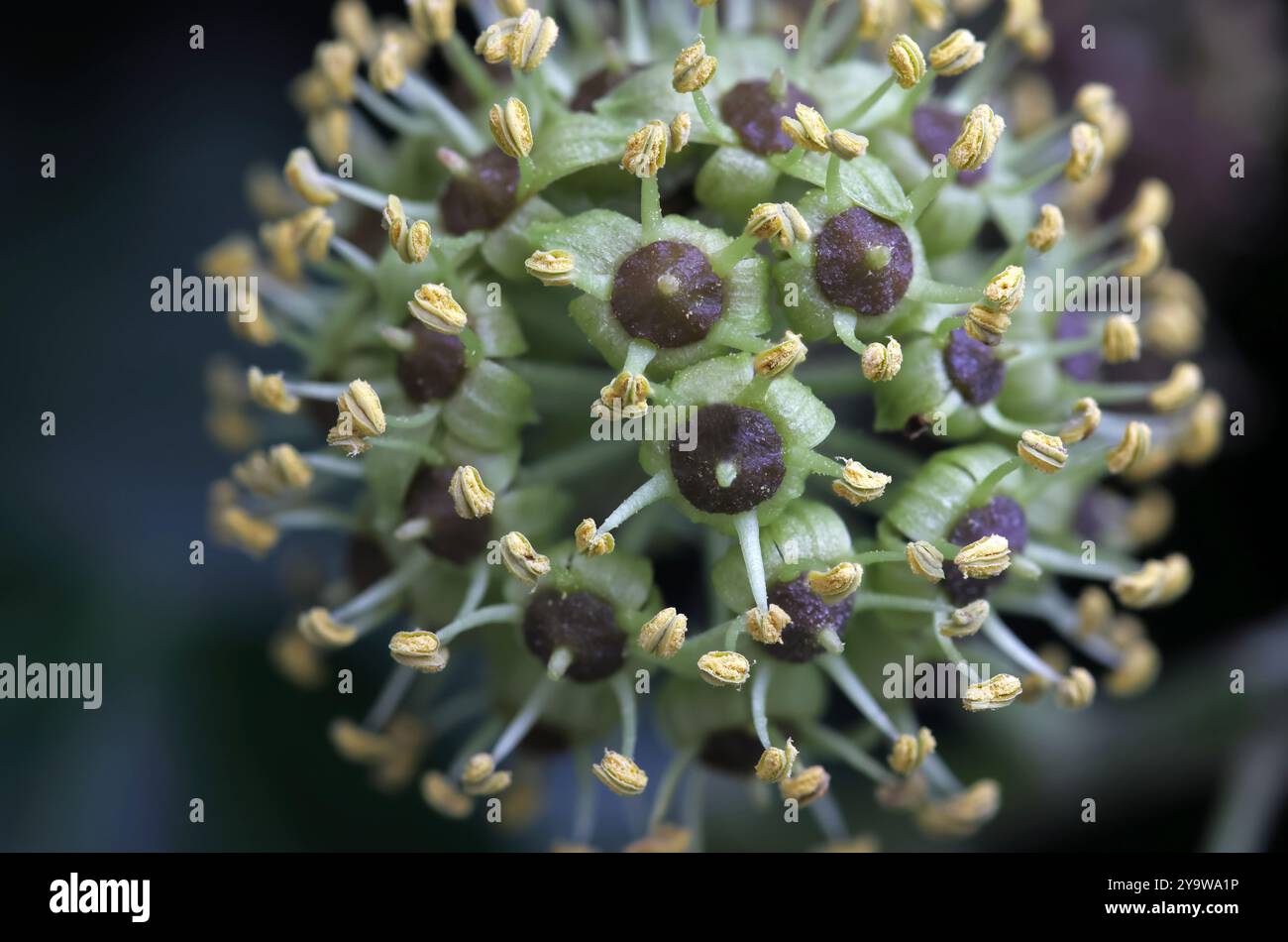 immagine sovrapposta vista ravvicinata dettagliata di una fioritura di edera con piccoli francobolli gialli Foto Stock