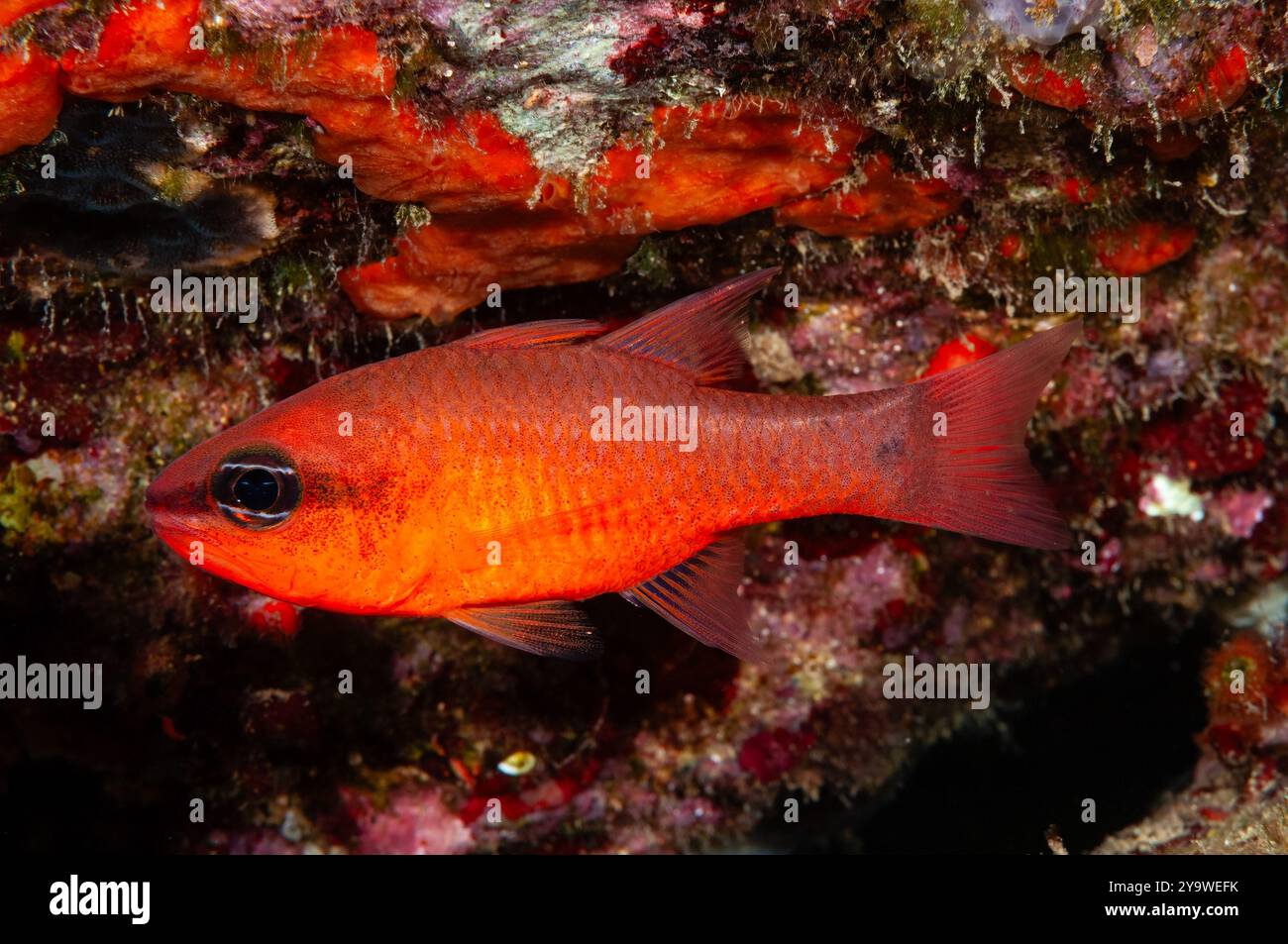 Cardinalfish del Mediterraneo, Apogon imberbis, Cadaques, Costa Brava, Spagna, Mar Mediterraneo Foto Stock