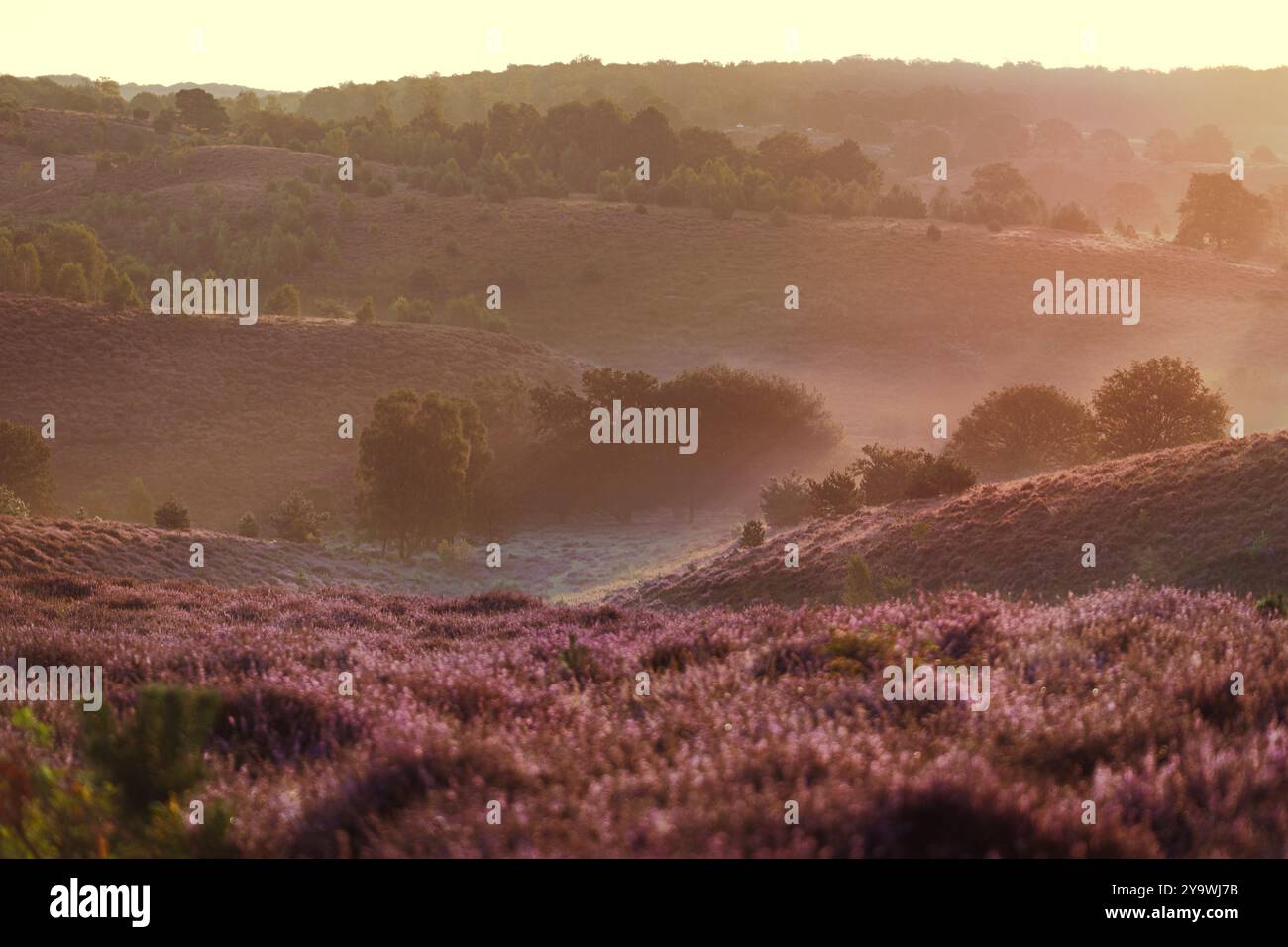 I raggi del sole del mattino cadono sulle colline nebbiose coperte dalla fioritura di heather Posbank, Paesi Bassi Foto Stock