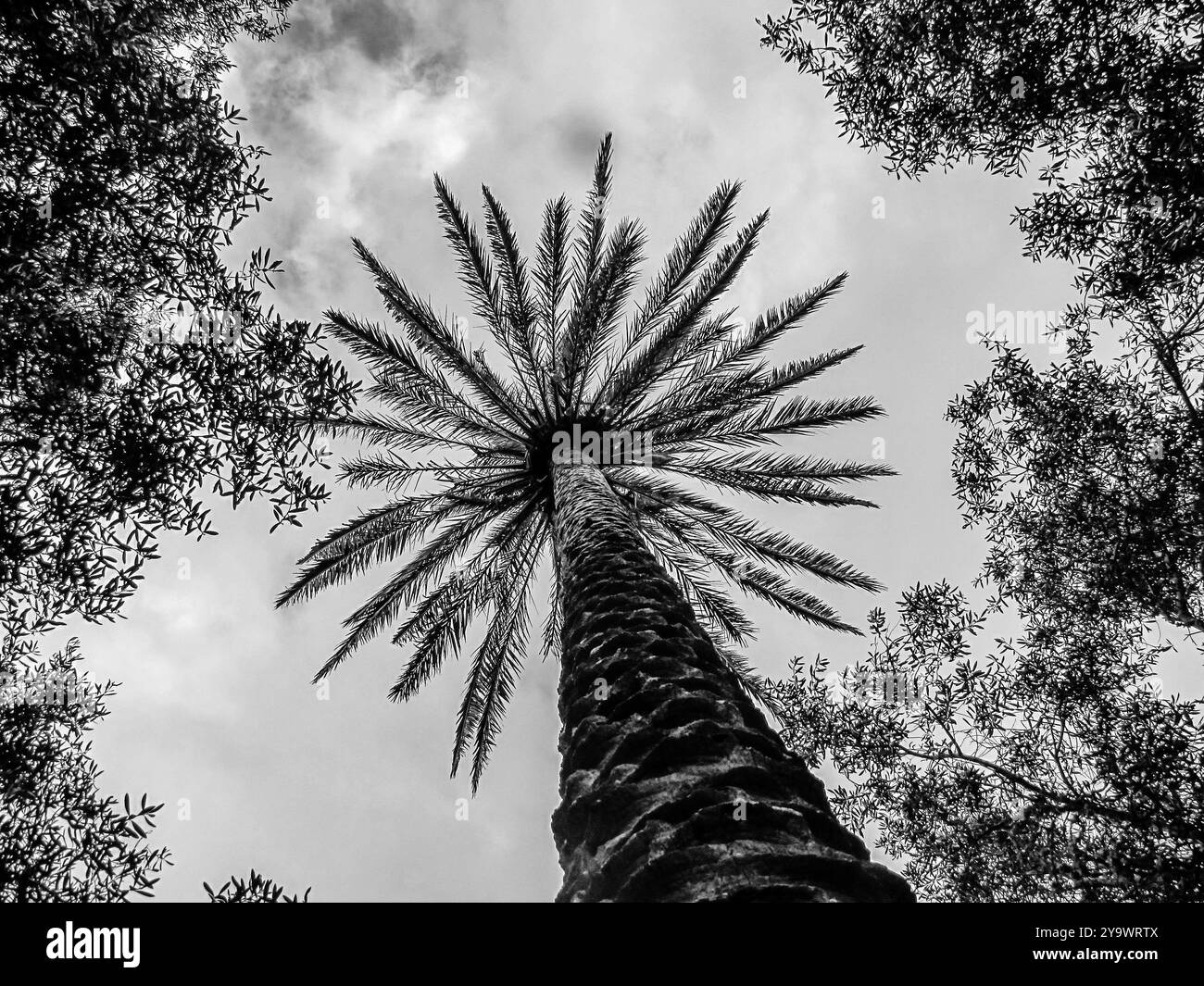 Palm Tree Foto Stock