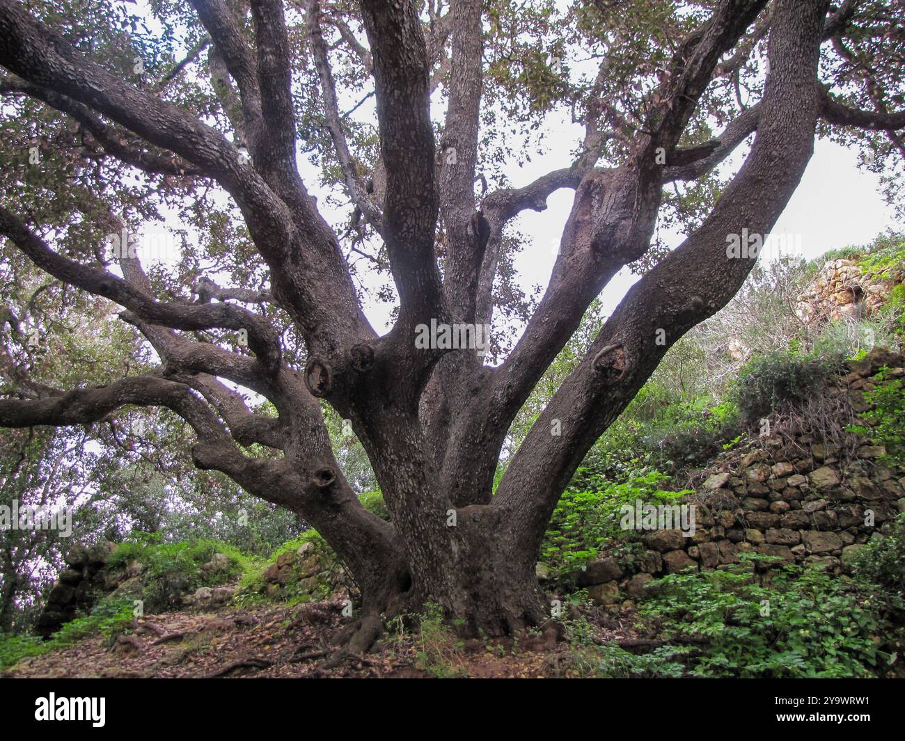 Albero nel parco Foto Stock