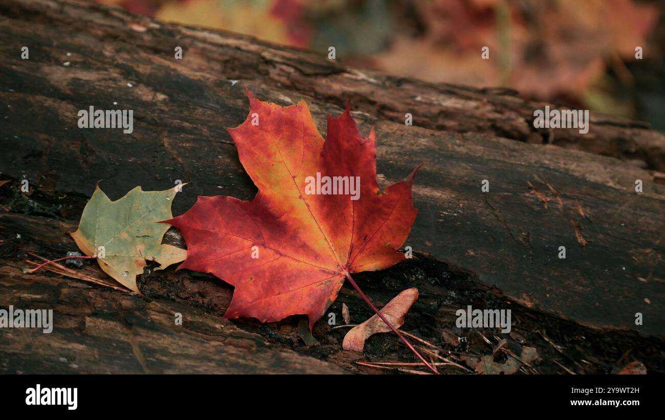 Foglie d'acero - stagione autunnale Foto Stock