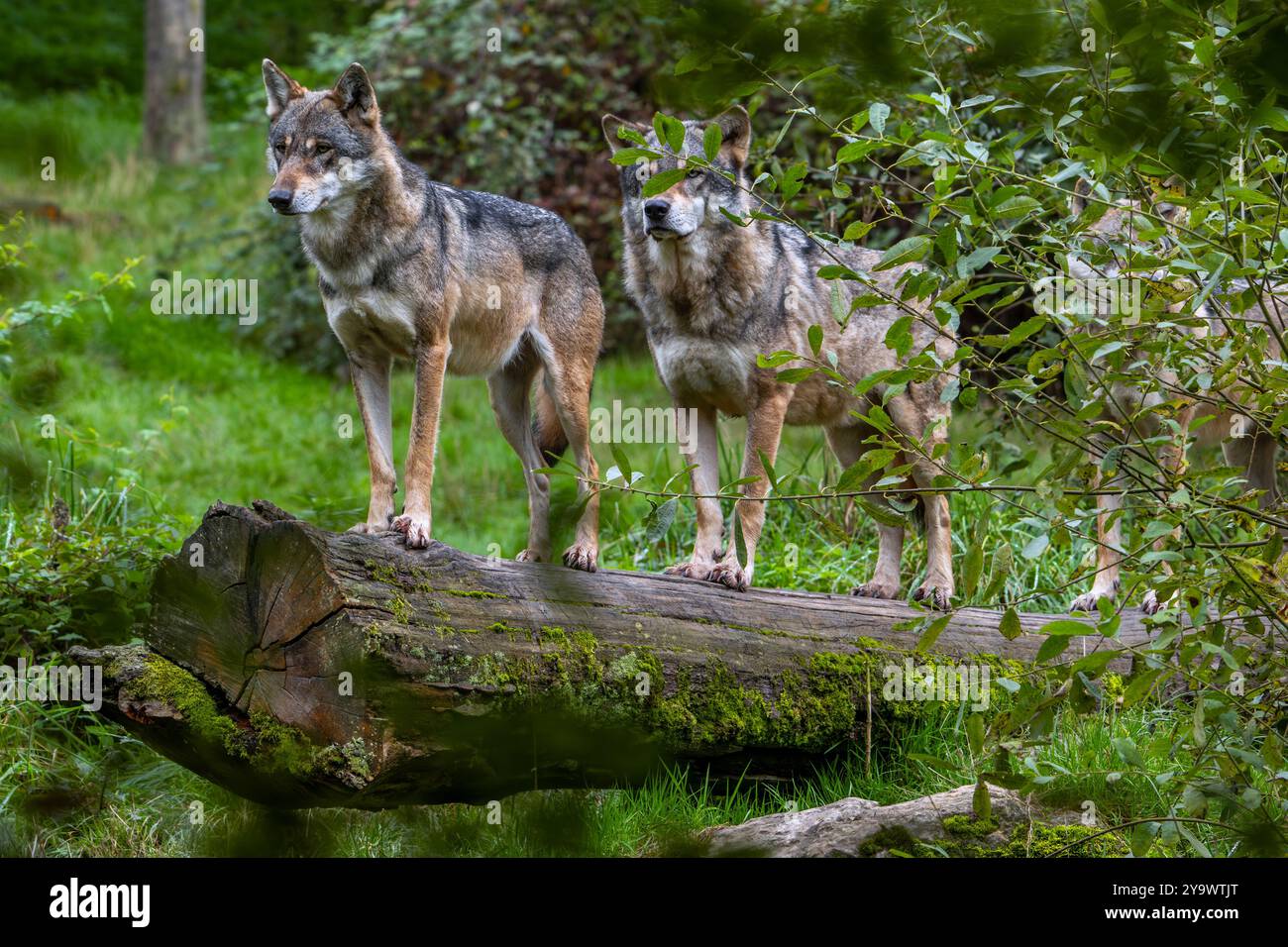 Pacchetto lupo di tre lupi eurasiatici / lupi grigi europei (Canis lupus lupus) caccia nella foresta / bosco Foto Stock Pacchetto lupo di tre lupi eurasiatici / lupi grigi europei (Canis lupus lupus) caccia nella foresta / bosco Foto Stock