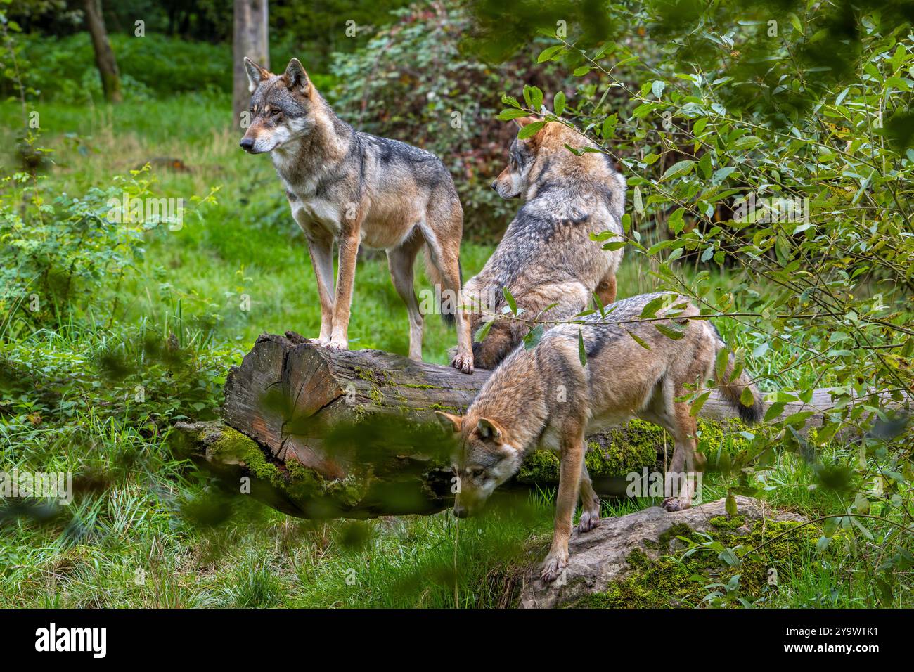 Pacchetto lupo di tre lupi eurasiatici / lupi grigi europei (Canis lupus lupus) caccia nella foresta / bosco Foto Stock Pacchetto lupo di tre lupi eurasiatici / lupi grigi europei (Canis lupus lupus) caccia nella foresta / bosco Foto Stock
