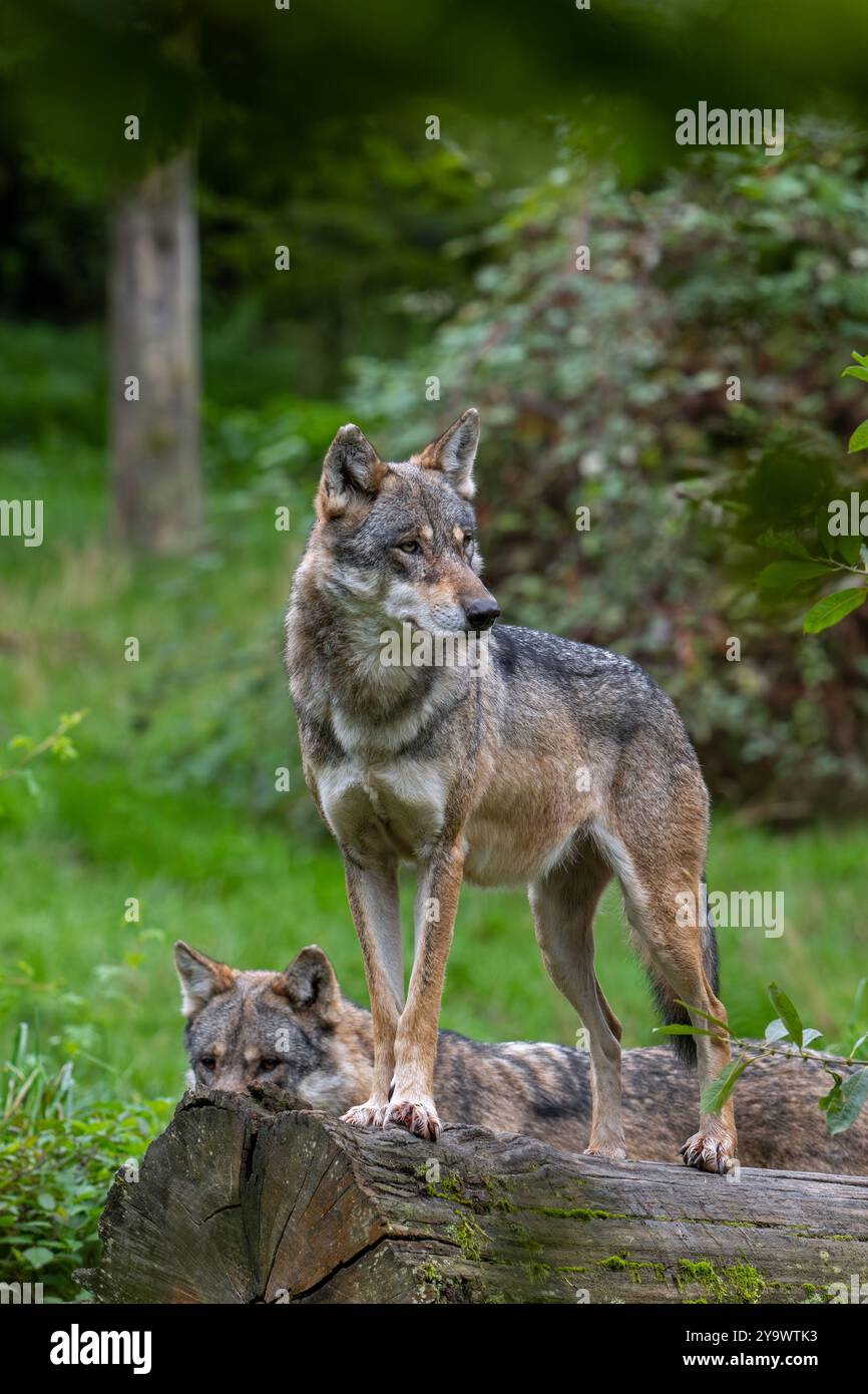 Due lupi eurasiatici / lupi grigi europei (Canis lupus lupus) caccia nella foresta / bosco Foto Stock