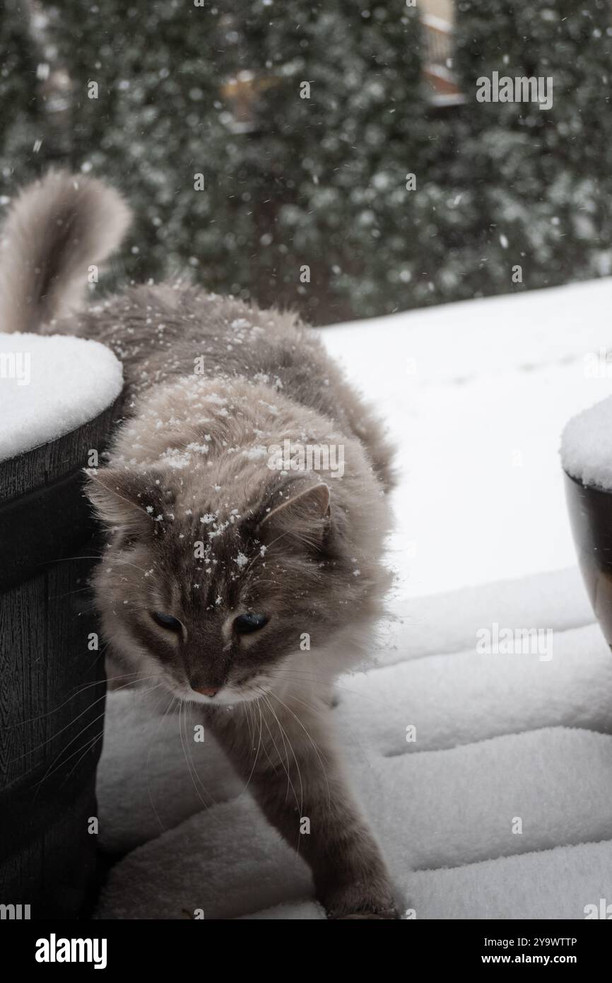 Gatto nella neve Foto Stock