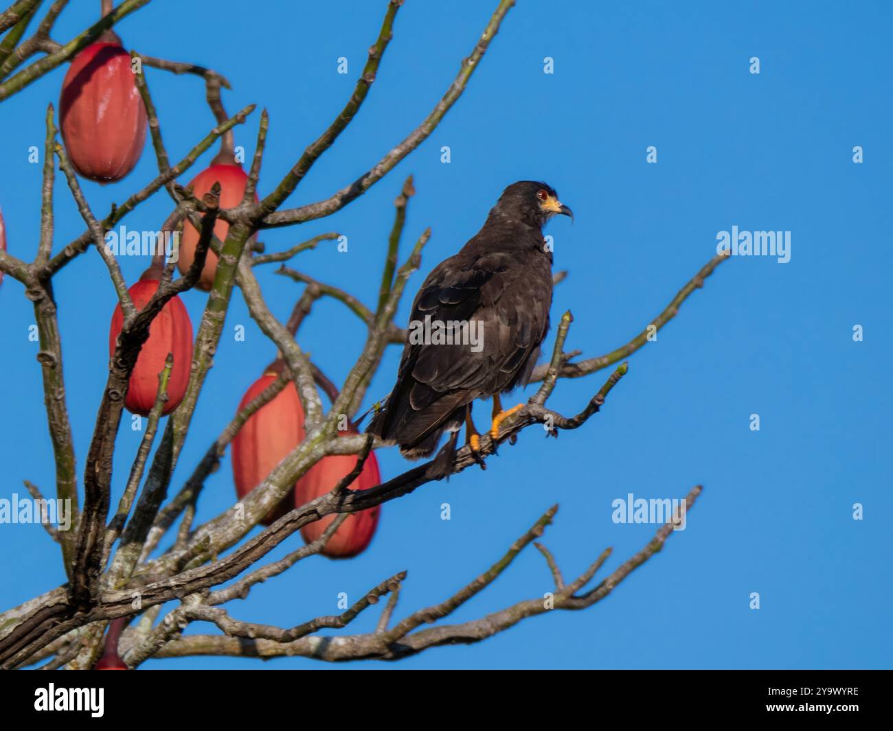 Lumaca (Rostrhamus sociabilis), noto anche come la lumaca, fotografato su un ramo dell'Amazzonia. Foto Stock