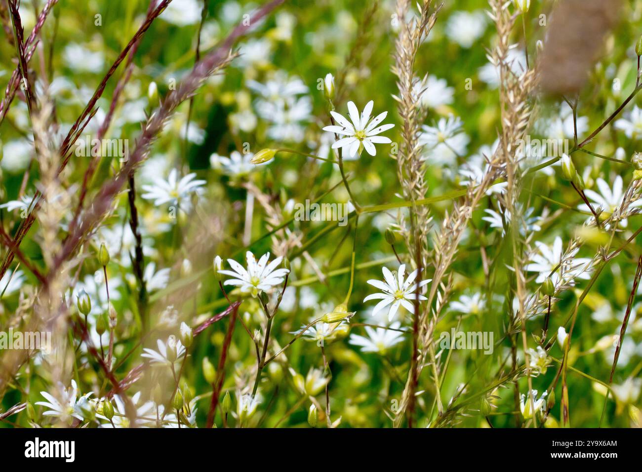 Erba minore (stellaria graminea), primo piano che mostra i piccoli fiori bianchi che crescono tra le alte erbe ai margini di un campo. Foto Stock