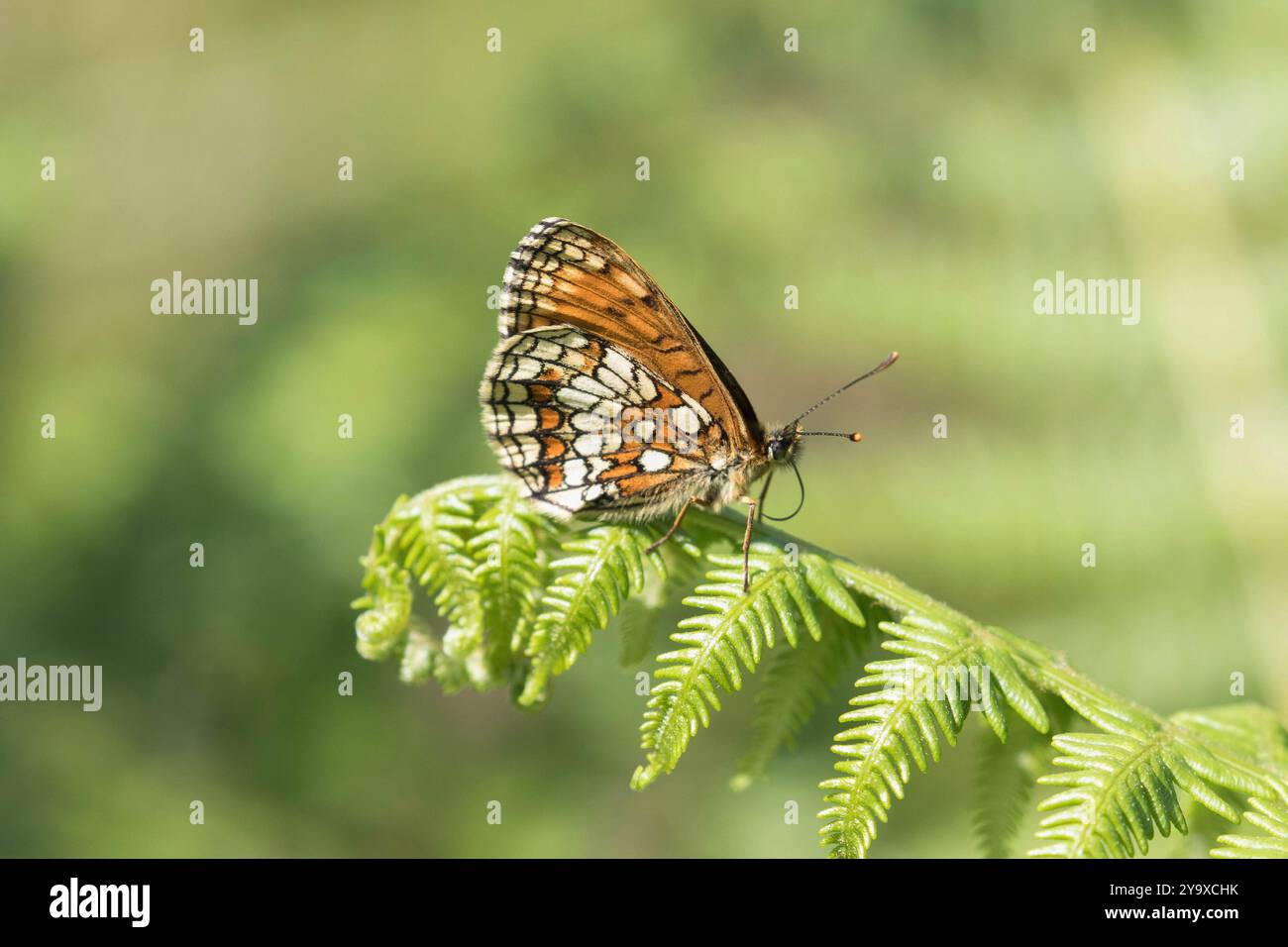 Heath Fritillary Butterfly su Bracken - Melitaea athalia Foto Stock