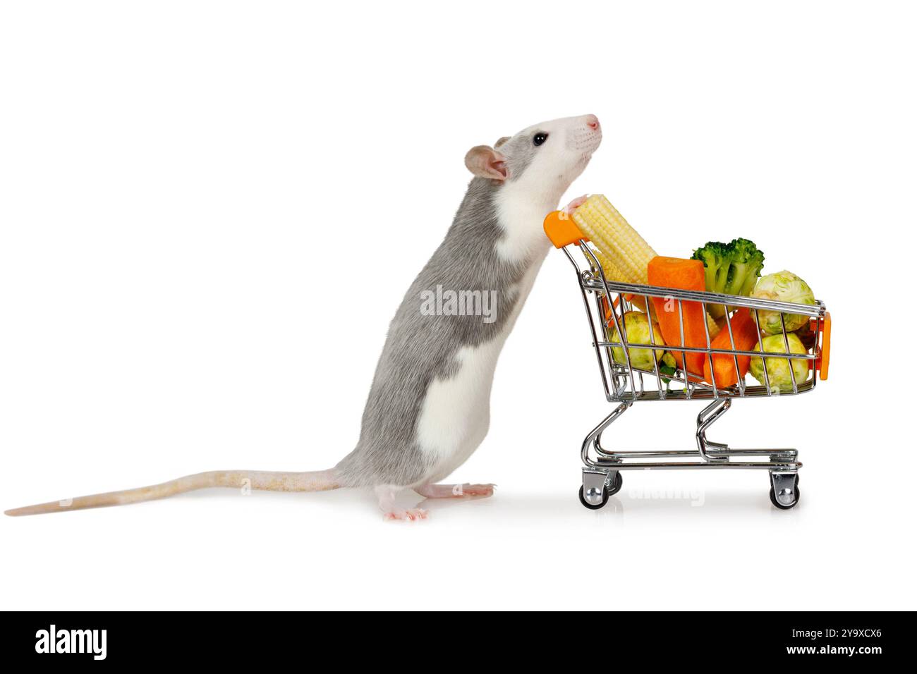 Un piccolo topo grigio porta un carrello pieno di verdure fresche isolate su sfondo bianco Foto Stock