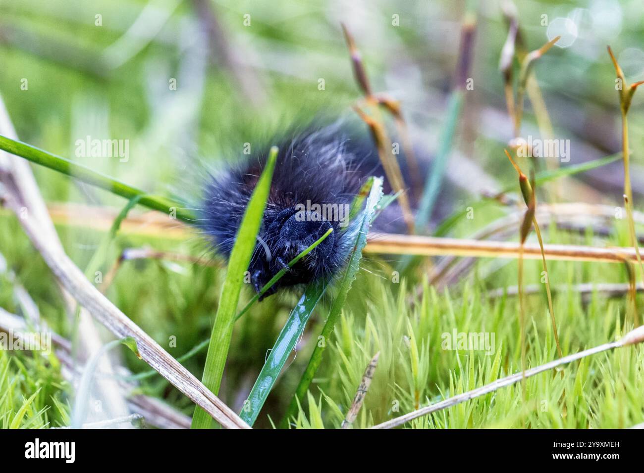 un soffice bruco nero annidato tra alte lame d'erba Foto Stock