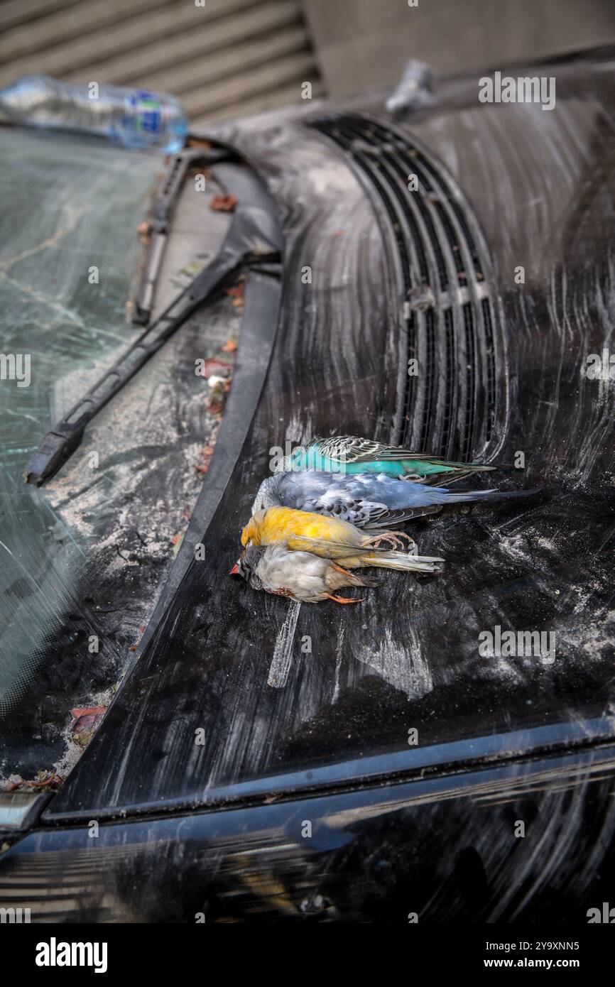 Beirut, Libano. 11 ottobre 2024. Vista degli uccelli morti durante un attacco aereo nel quartiere Nuwairi di Beirut allineati davanti a un'auto. Gli attacchi aerei israeliani hanno colpito Beirut la sera del 10 ottobre 2024, è stato lo sciopero più mortale nel centro di Beirut dall'inizio dell'escalation israeliana. Almeno 22 persone sono morte e 117 sono rimaste ferite. (Foto di Sally Hayden/SOPA Images/Sipa USA) credito: SIPA USA/Alamy Live News Foto Stock