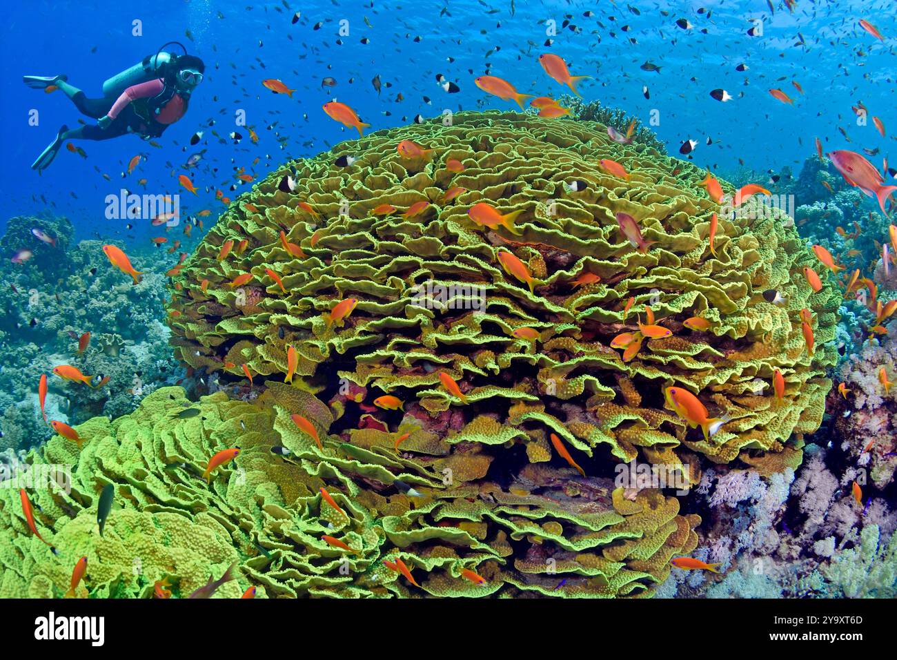 Egitto, Mar Rosso, barriera corallina con insalata di corallo (Turbinaria reniformis) Foto Stock