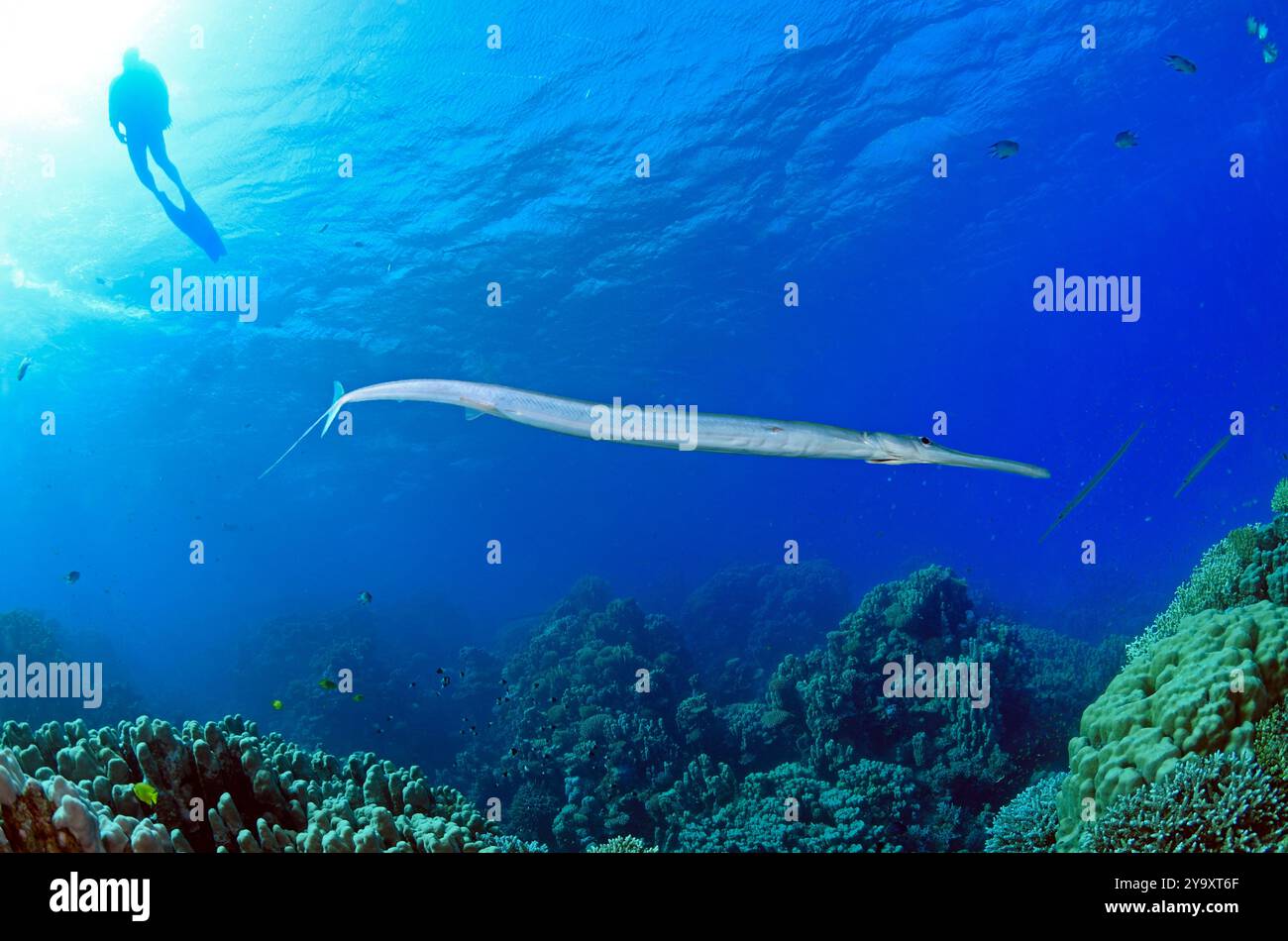 Egitto, Mar Rosso, un pesce cornetto (Fistularia commersonii) Foto Stock
