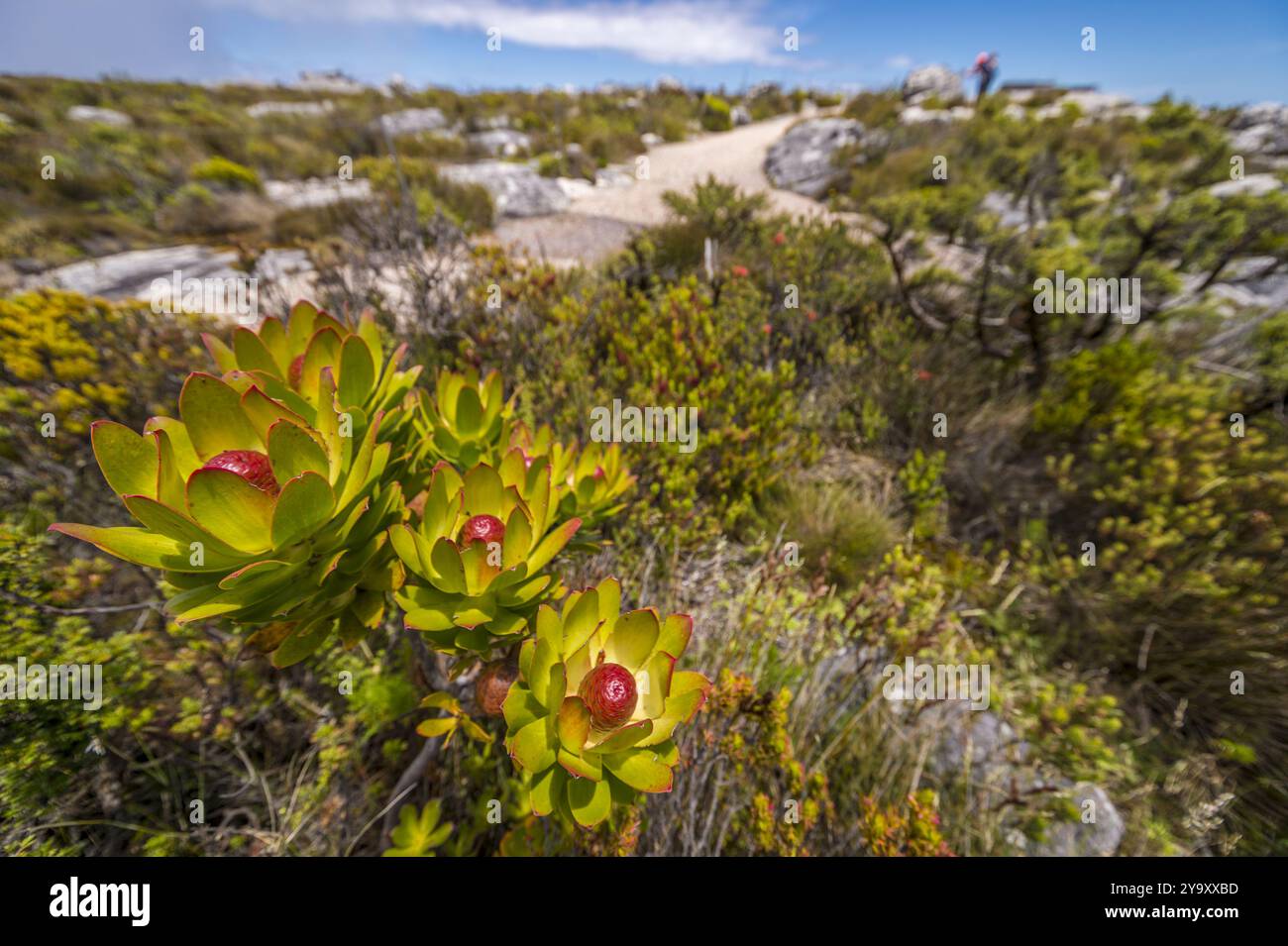 Sud Africa, Capo Occidentale, escursioni nel Parco Nazionale di Table Mountain Foto Stock