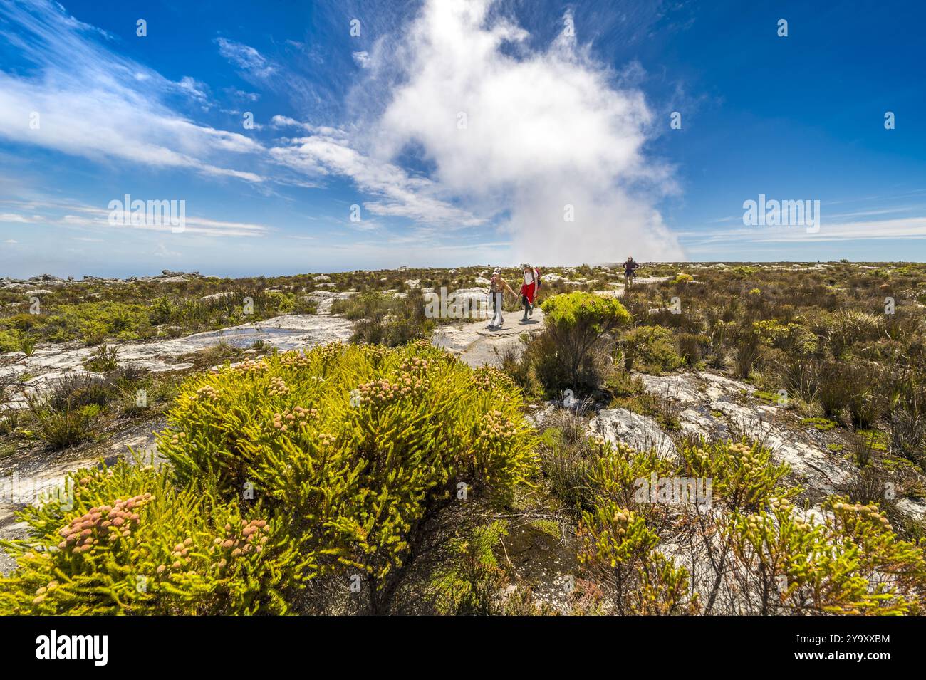 Sud Africa, Capo Occidentale, escursioni nel Parco Nazionale di Table Mountain Foto Stock